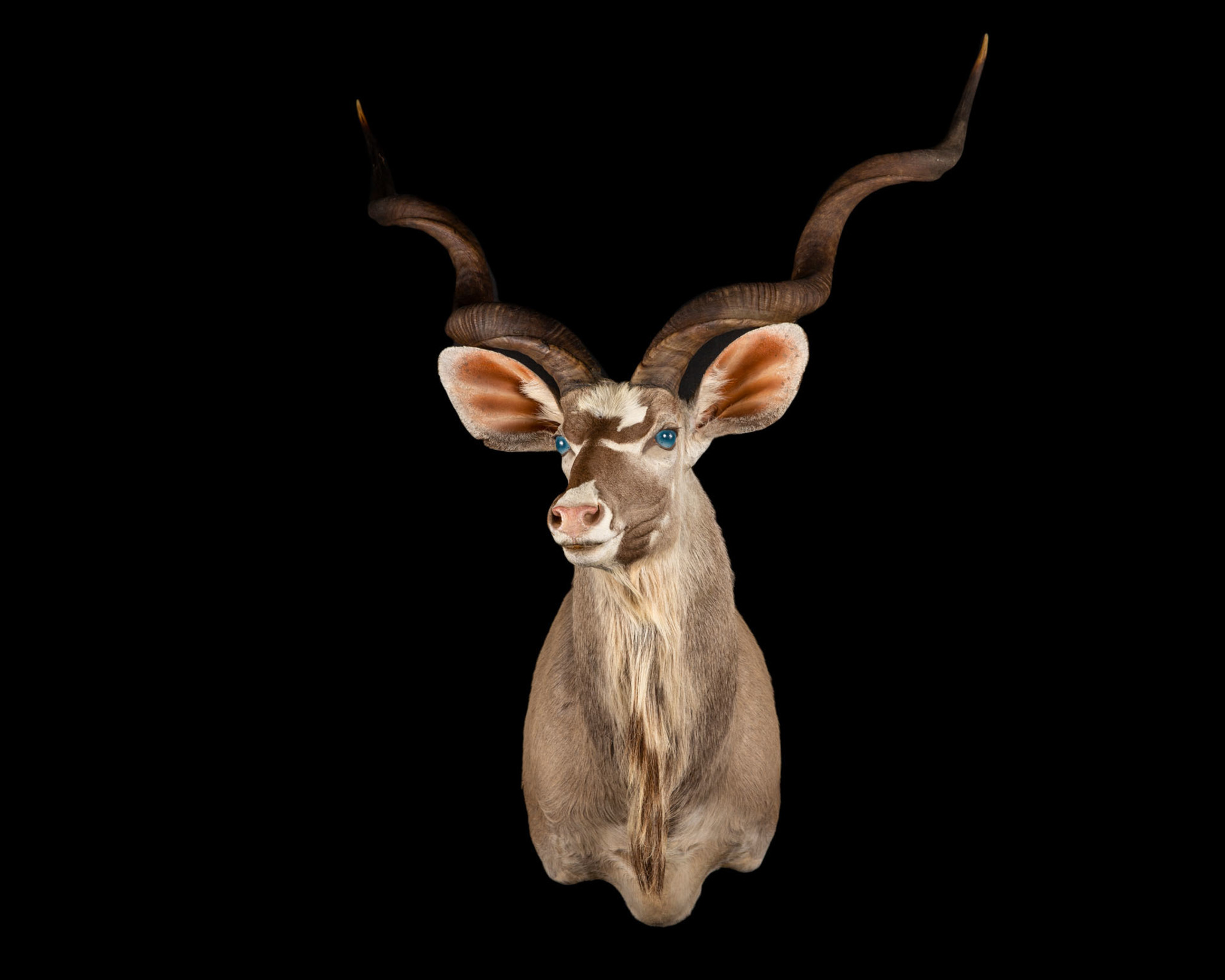 Kudu Shoulder mount - Splitting Image Taxidermy