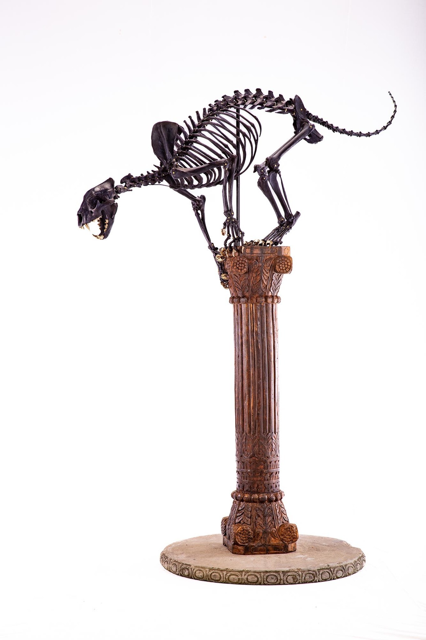 Splitting Image Taxidermy - Black lioness Skeletal articulation