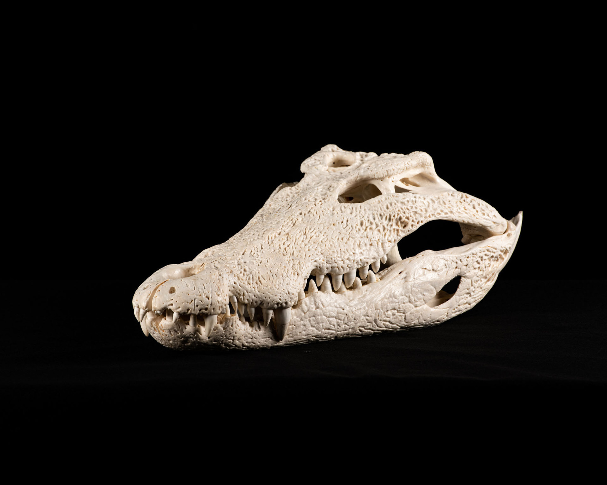 Splitting Image Taxidermy - Crocodile skull bleach