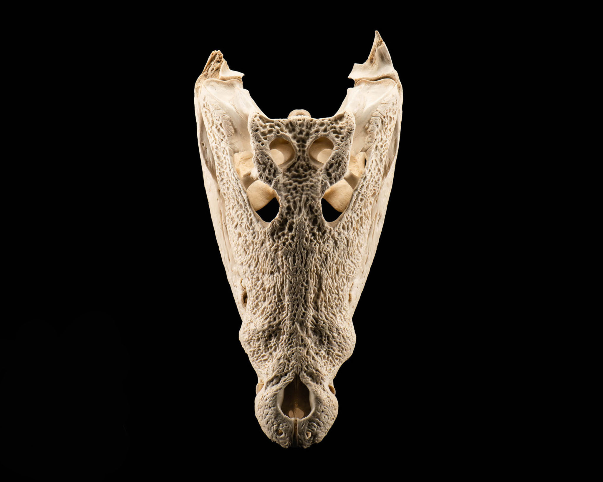 Splitting Image Taxidermy - Crocodile skull bleach 2023