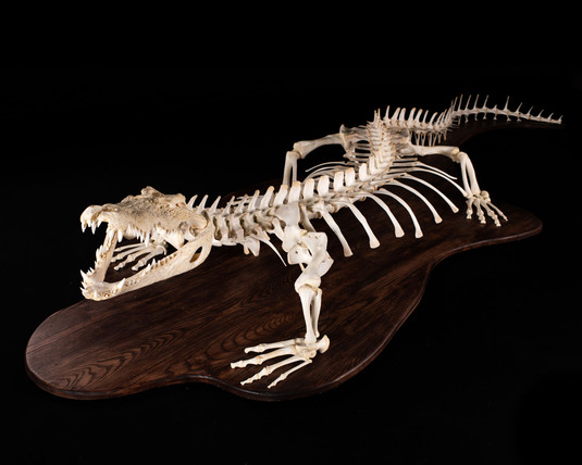Splitting Image Taxidermy - CROCODILE - Each Bone bleached, polished and anatomically assembled in various poses