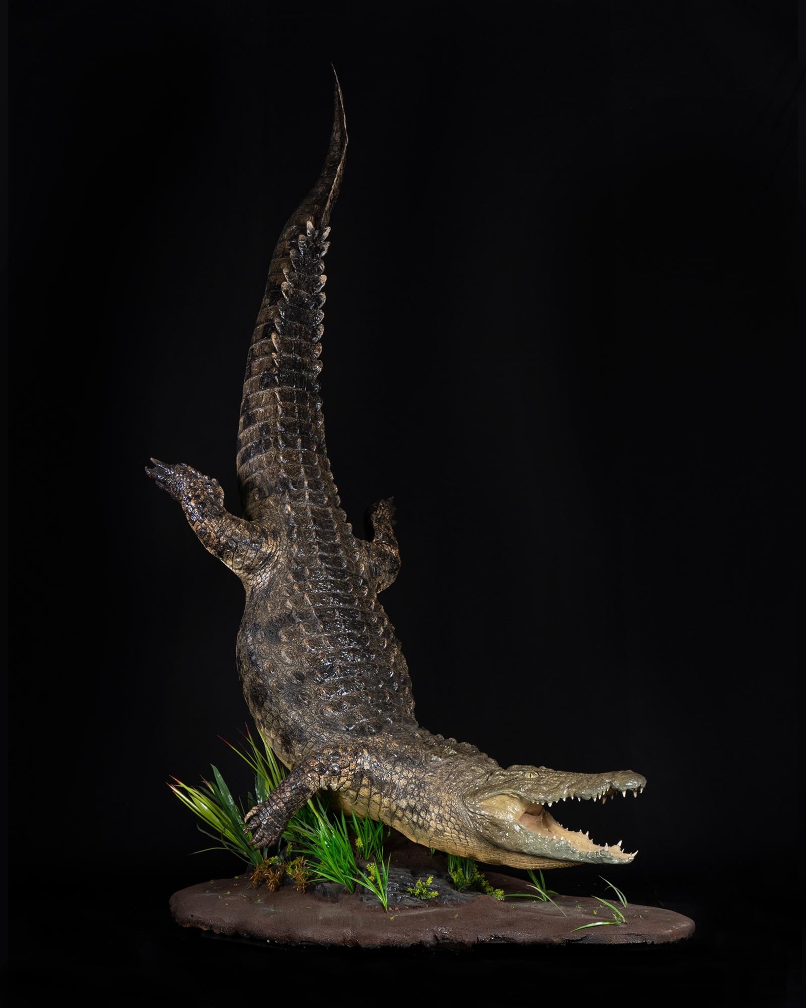Full mount crocodile in a diving pose on base with habitat. South Africa