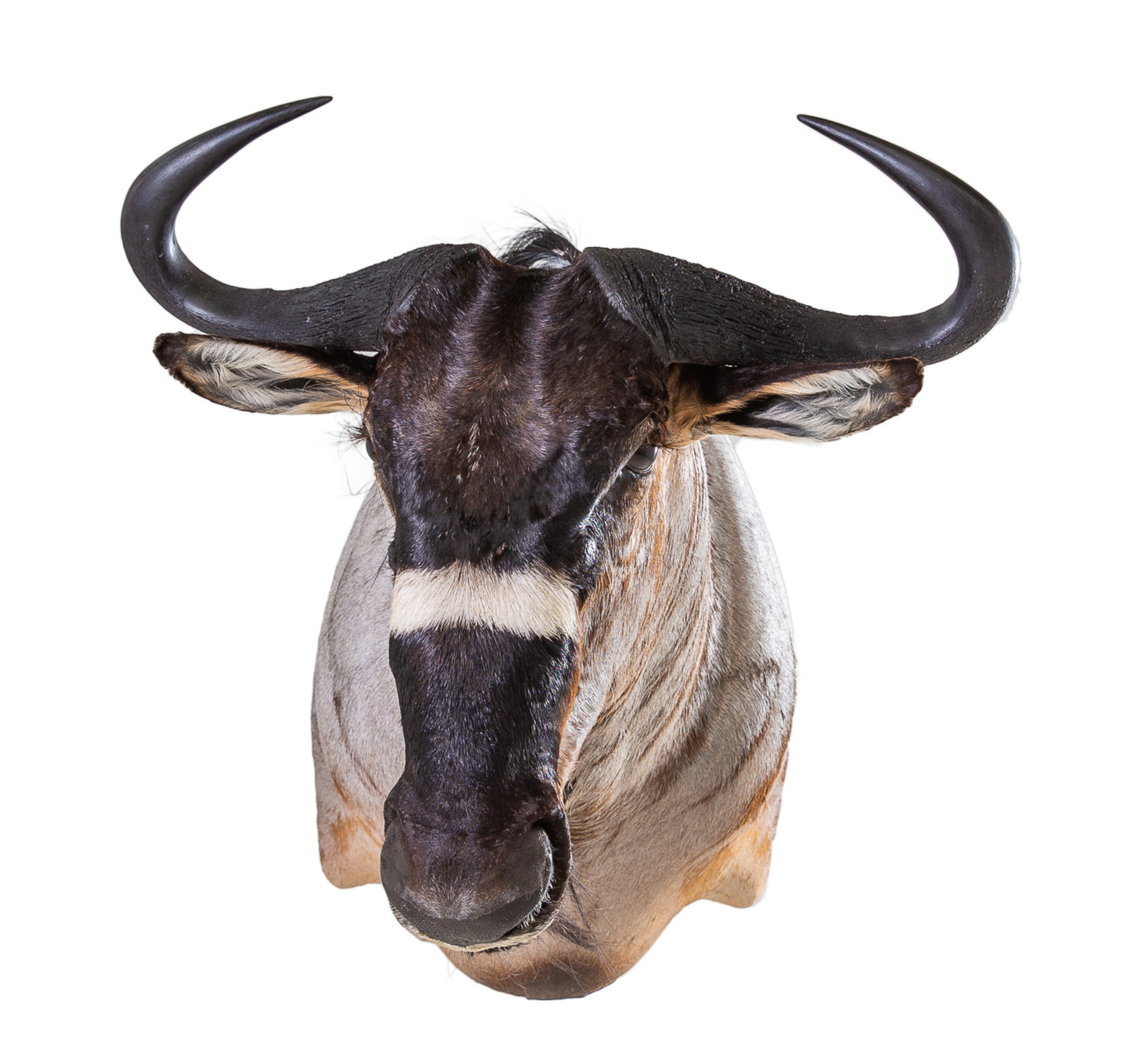 Splitting Image - Taxidermist - BLUE WILDEBEEST - Niyassa wildebeest shoulder mount 1-8 right turn