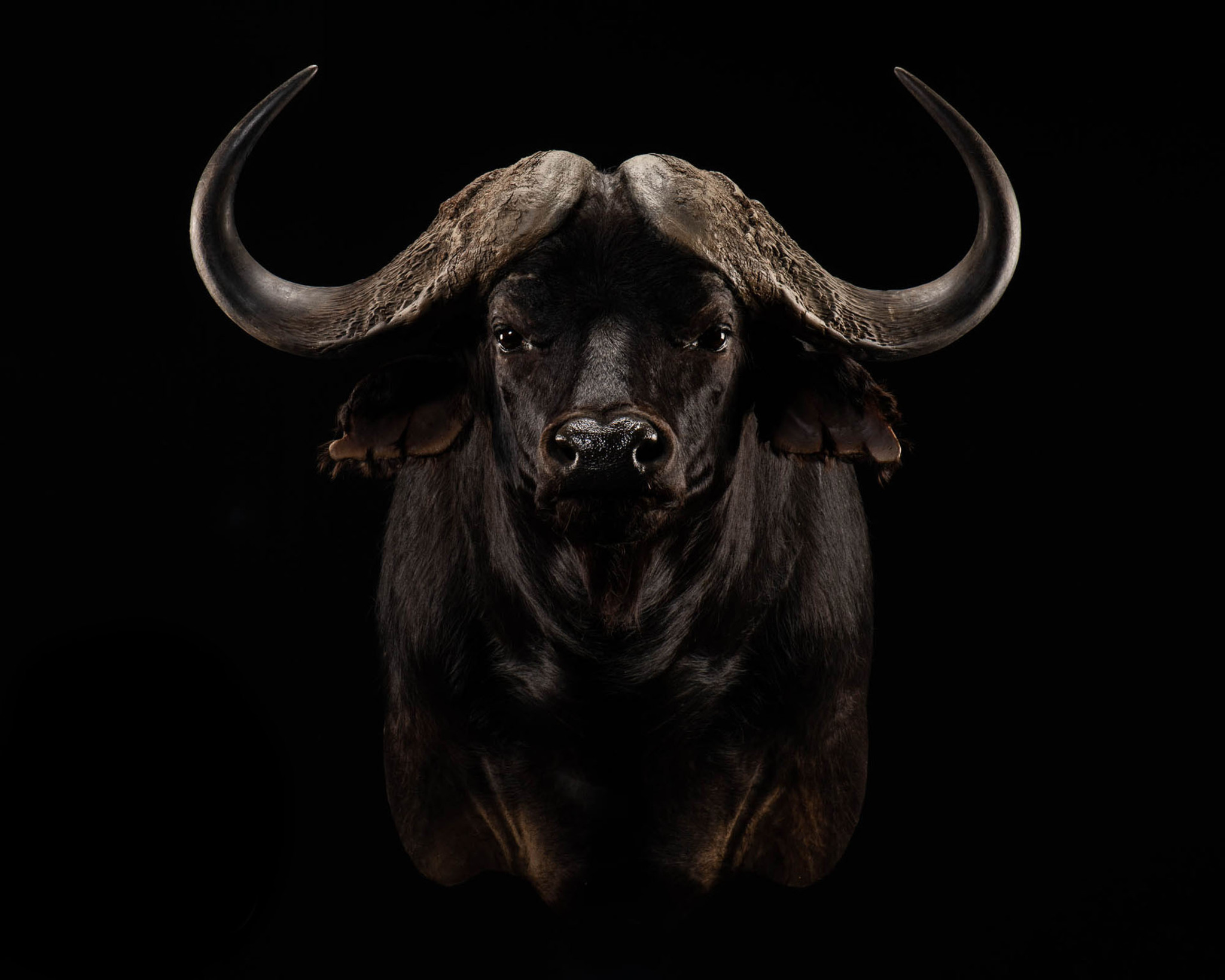 Buffalo Shoulder Mount Straight Splitting Image Taxidermy