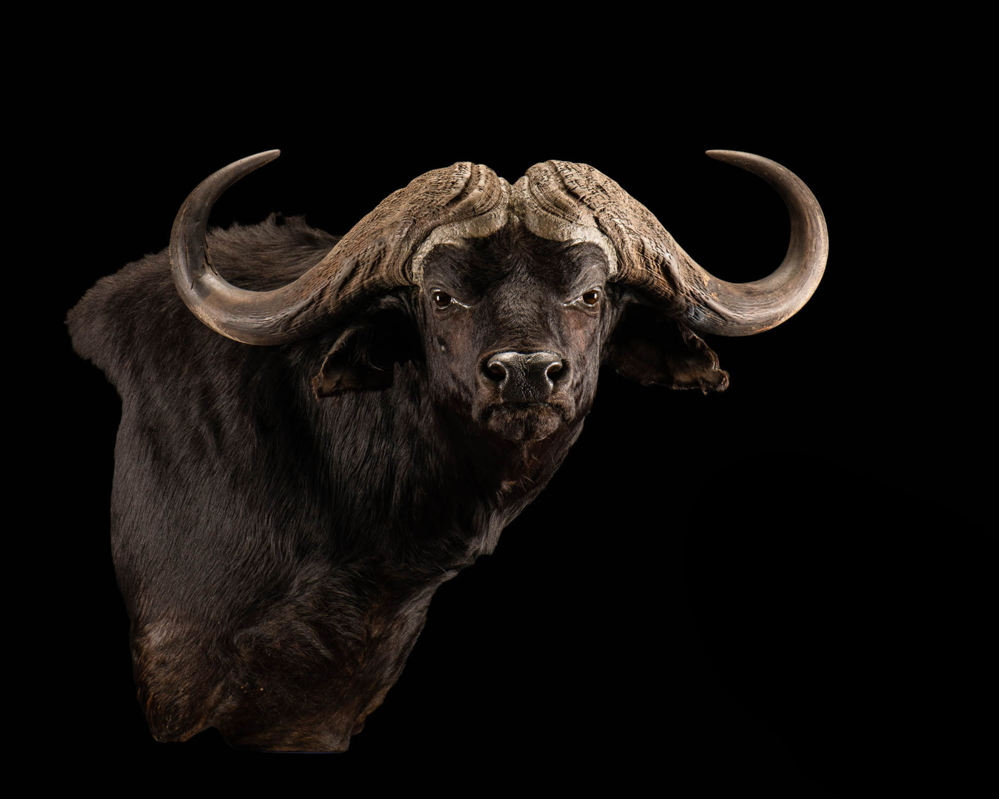 Buffalo Wall Pedestal Mount Right Turn Splitting Image Taxidermy