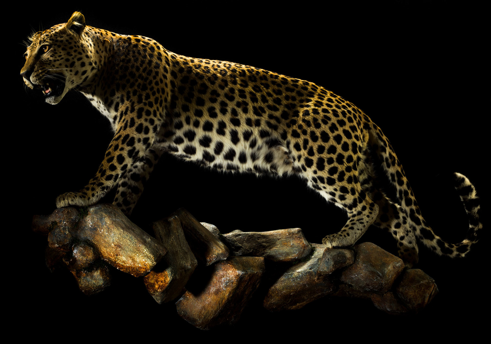 Leopard Full Mount Standing Splitting Image Taxidermy