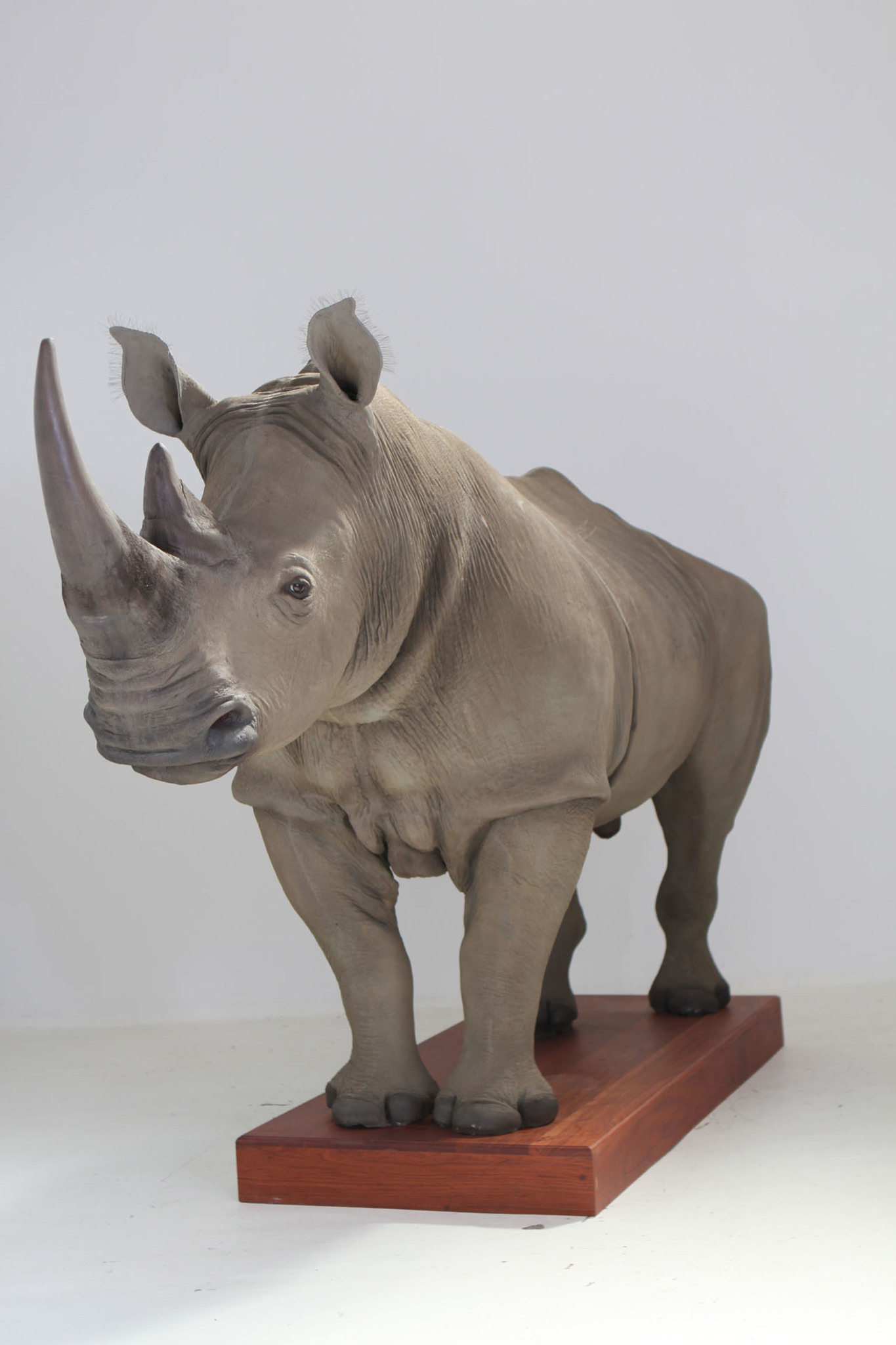 Rhino Replica Full Mount Splitting Image Taxidermy