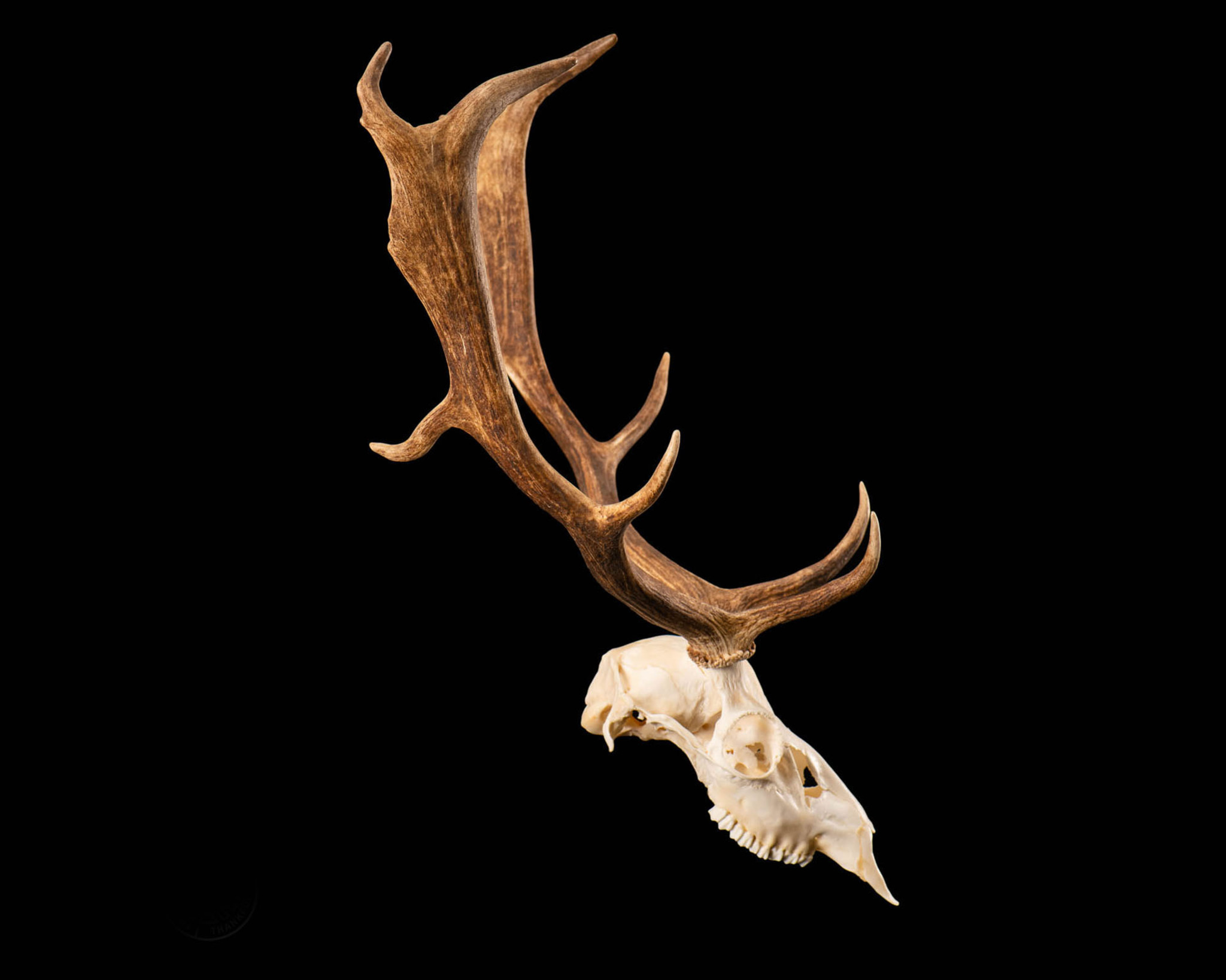 Fallow Deer Skull Bleach Splitting Image Taxidermy