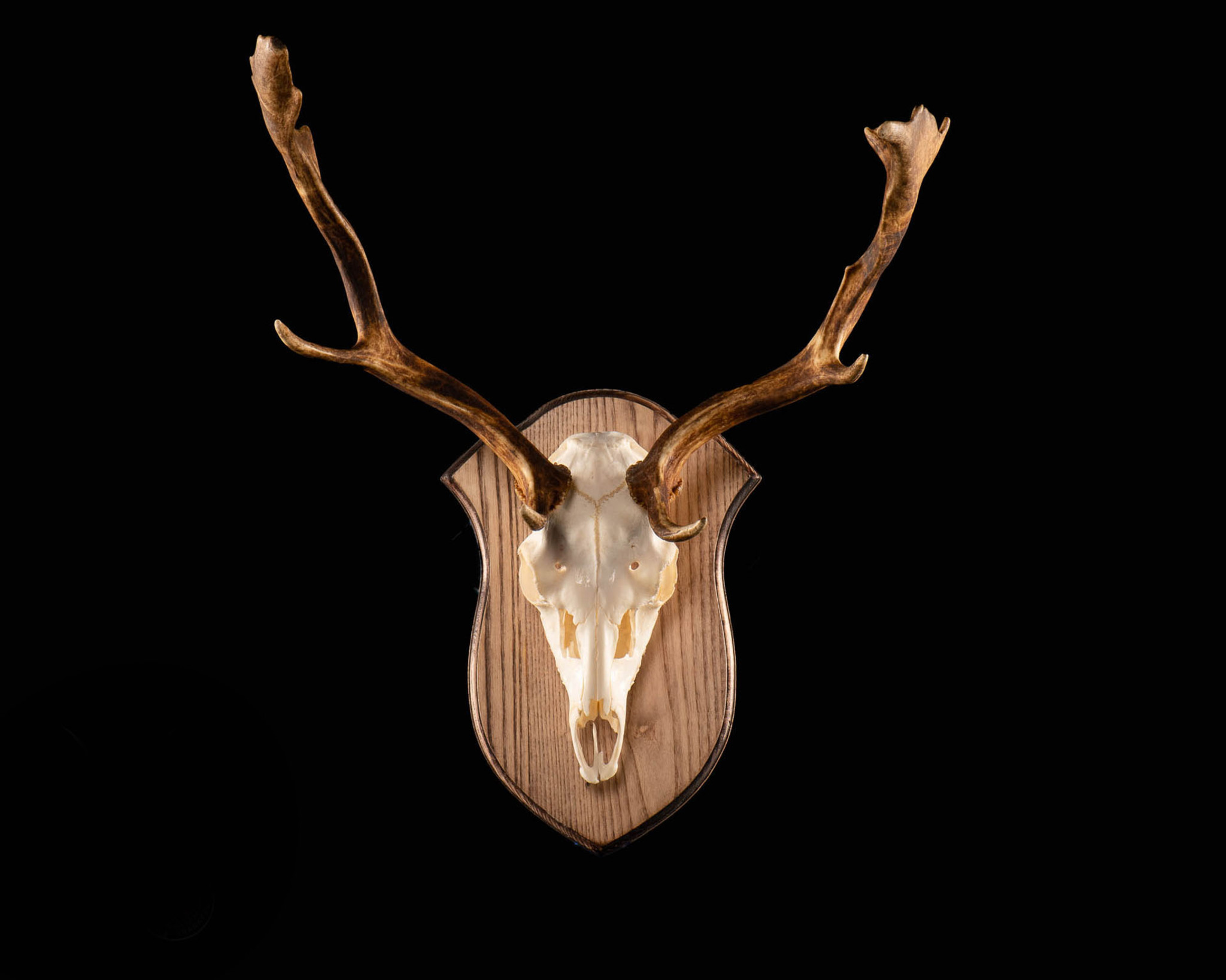 Fallow Deer European Mount Splitting Image Taxidermy