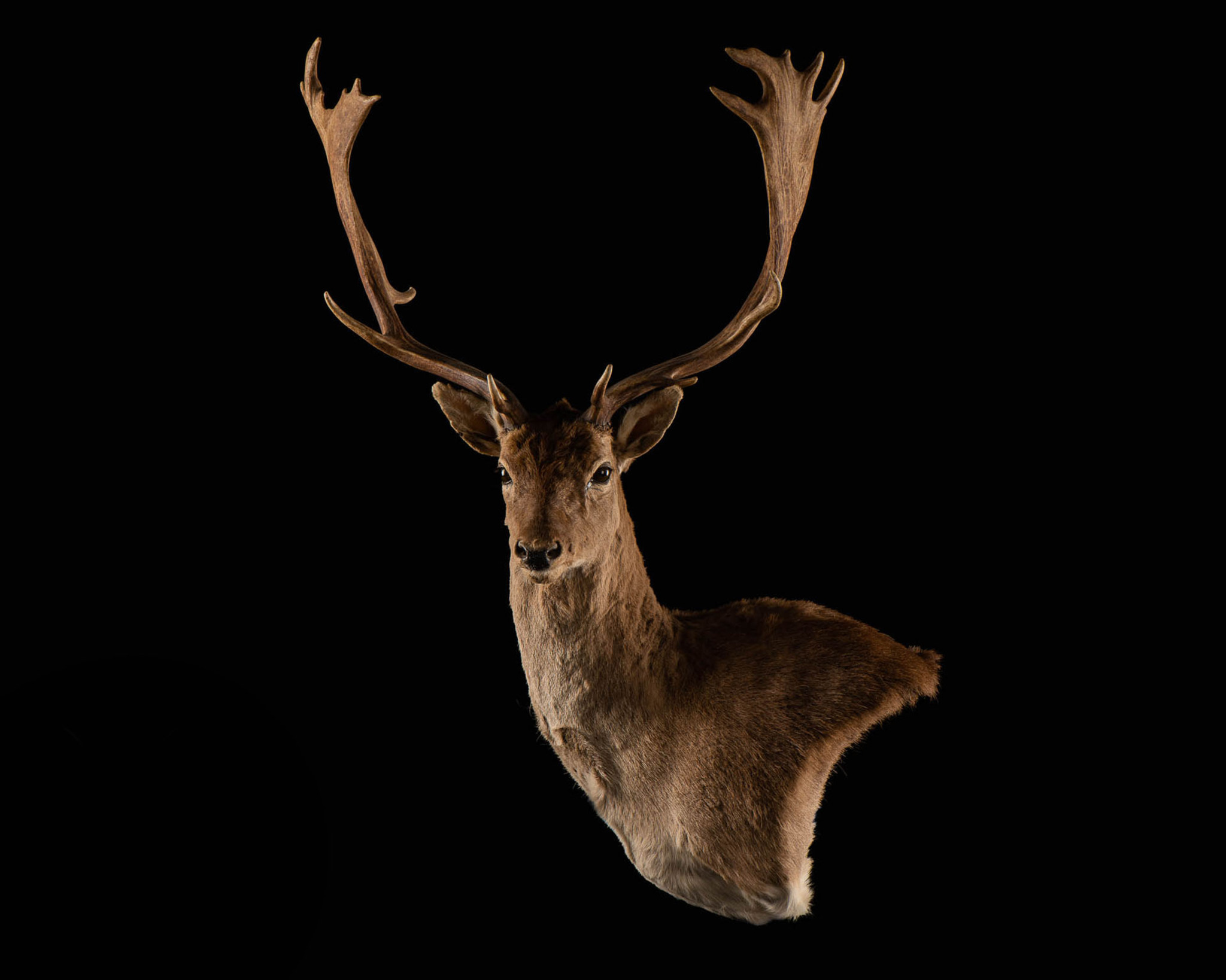 Fallow Deer Wall pedestal mount Taxidermy Left Shoulder