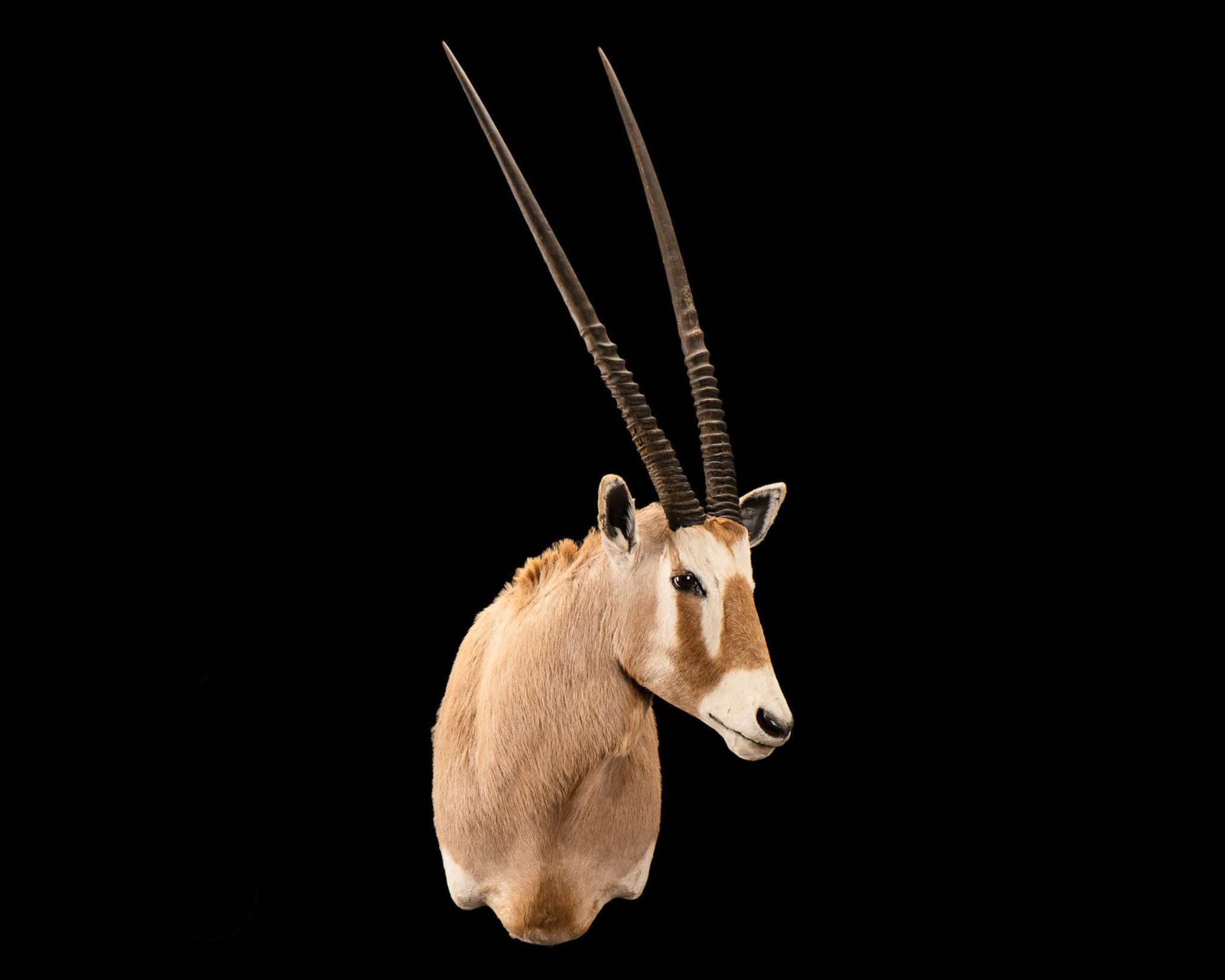 Golden Gemsbuck - Shoulder Mount - Splitting Image Taxidermy