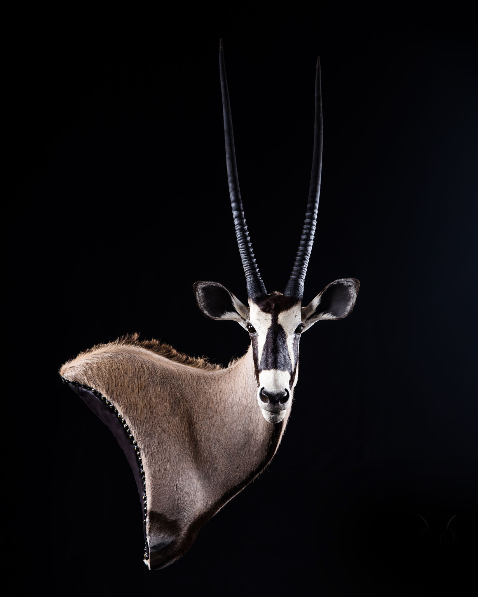 Gemsbuck - Wall Pedestal Mount - Splitting Image Taxidermy