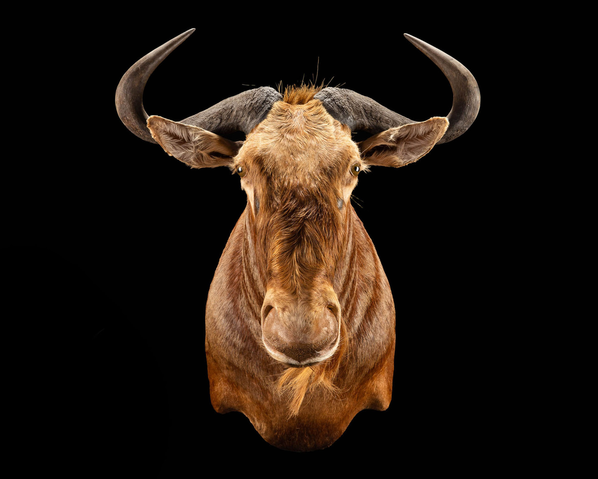 Golden Wildebeest - Shoulder Mount - Splitting Image Taxidermy