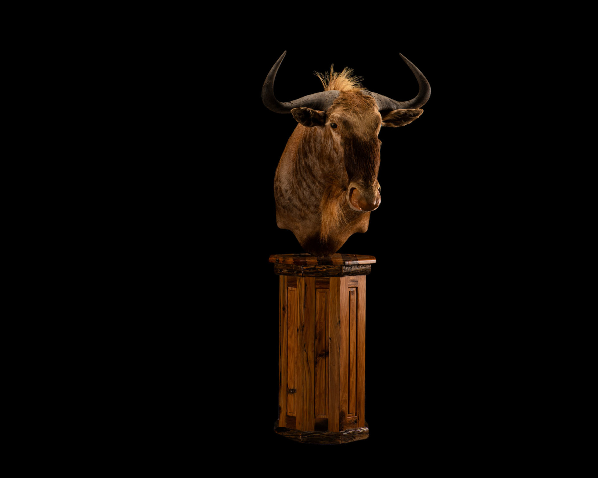 Golden Wildebeest - Pedestal Mount - Splitting Image Taxidermy