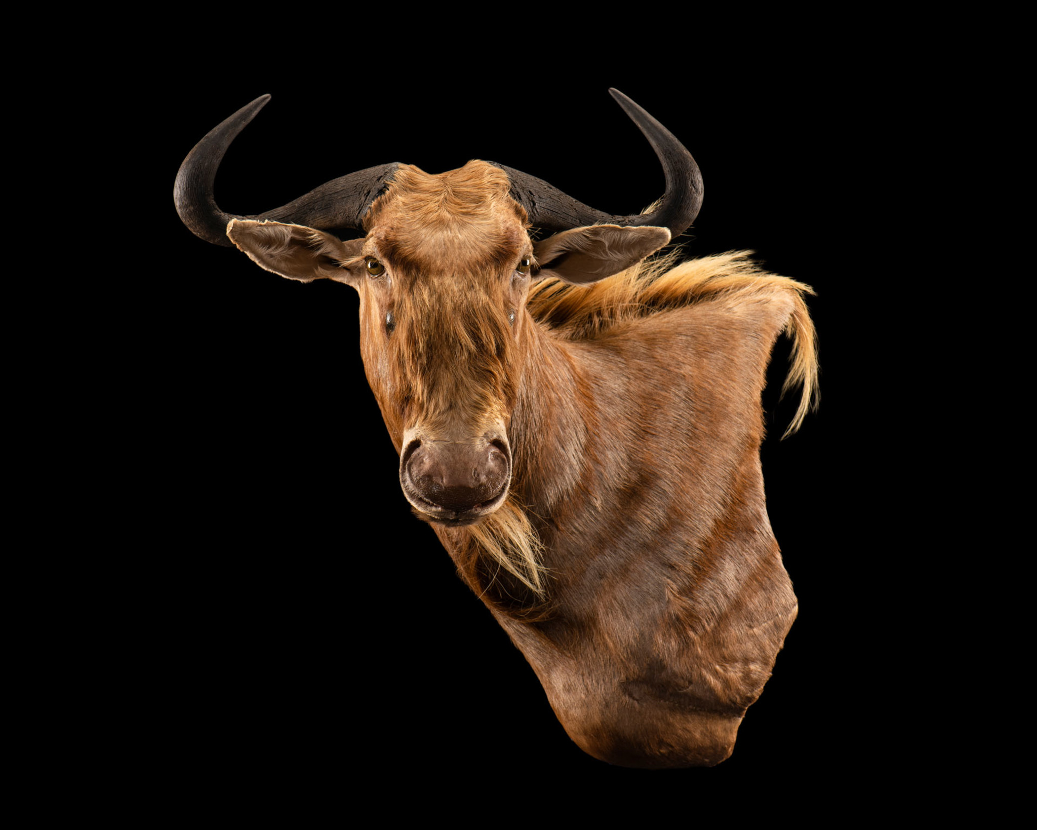 Golden Wildebeest - Wall Pedestal - Splitting Image Taxidermy