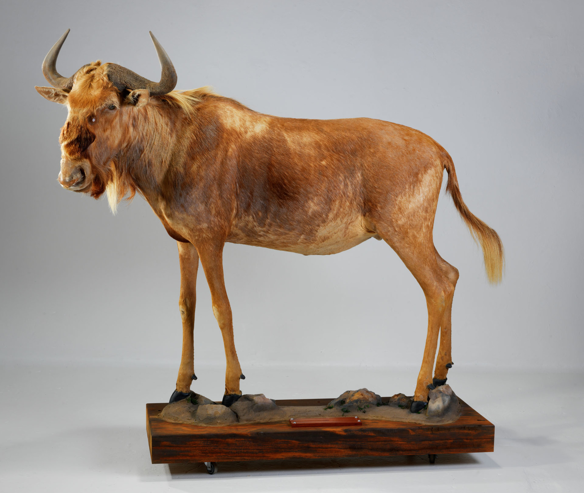 Golden Wildebeest - Full Mount - Splitting Image Taxidermy
