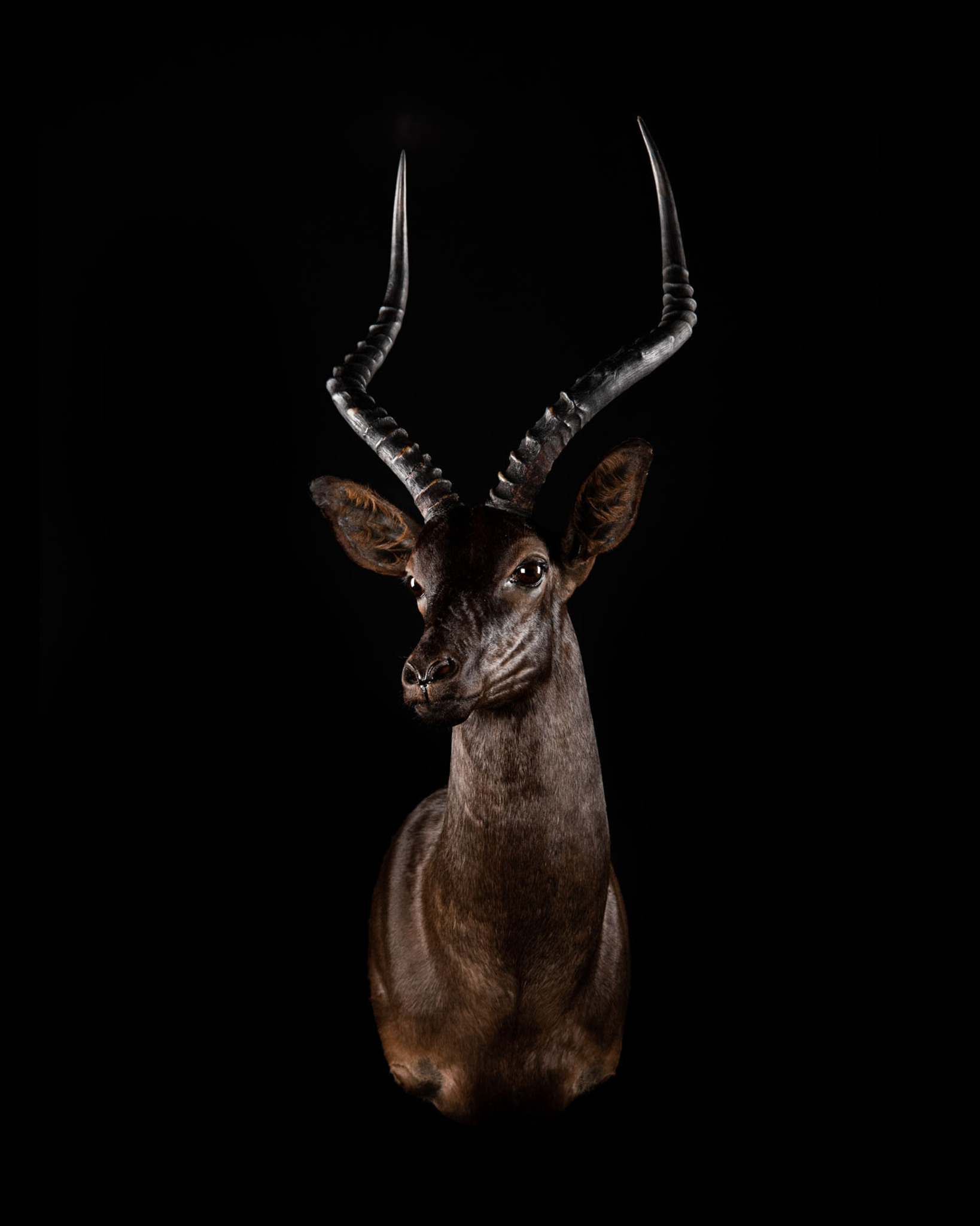 Black Impala Taxidermy Shoulder Mount 1/8 Right Turn