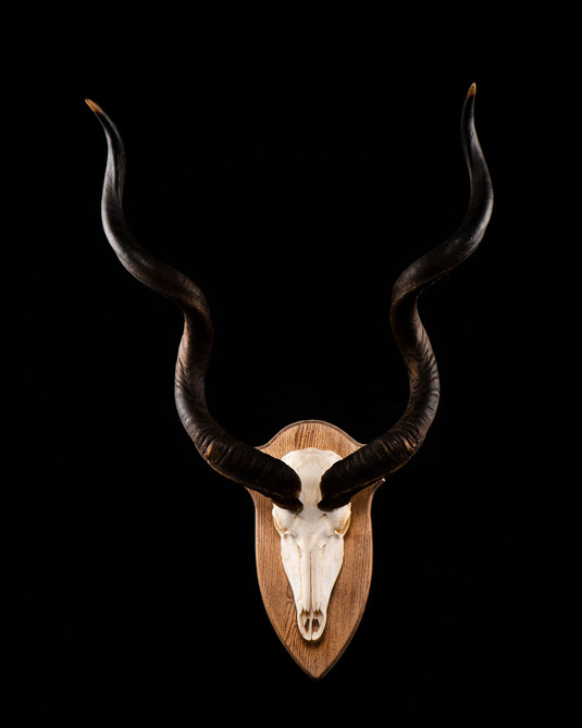 Golden Wildebeest - Shoulder Mount - Splitting Image Taxidermy