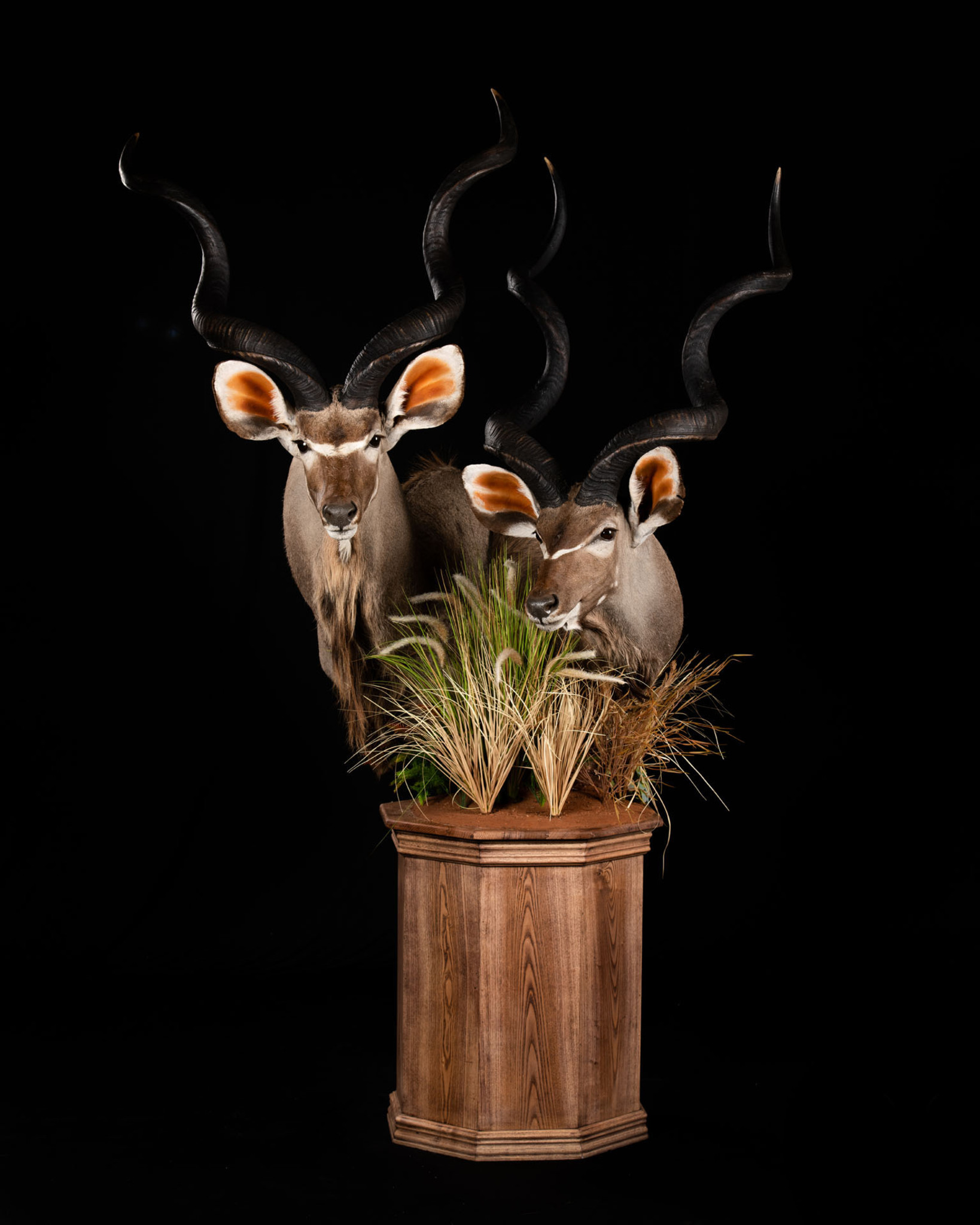 Kudu Combo Pedestal Mount Splitting Image Taxidermy