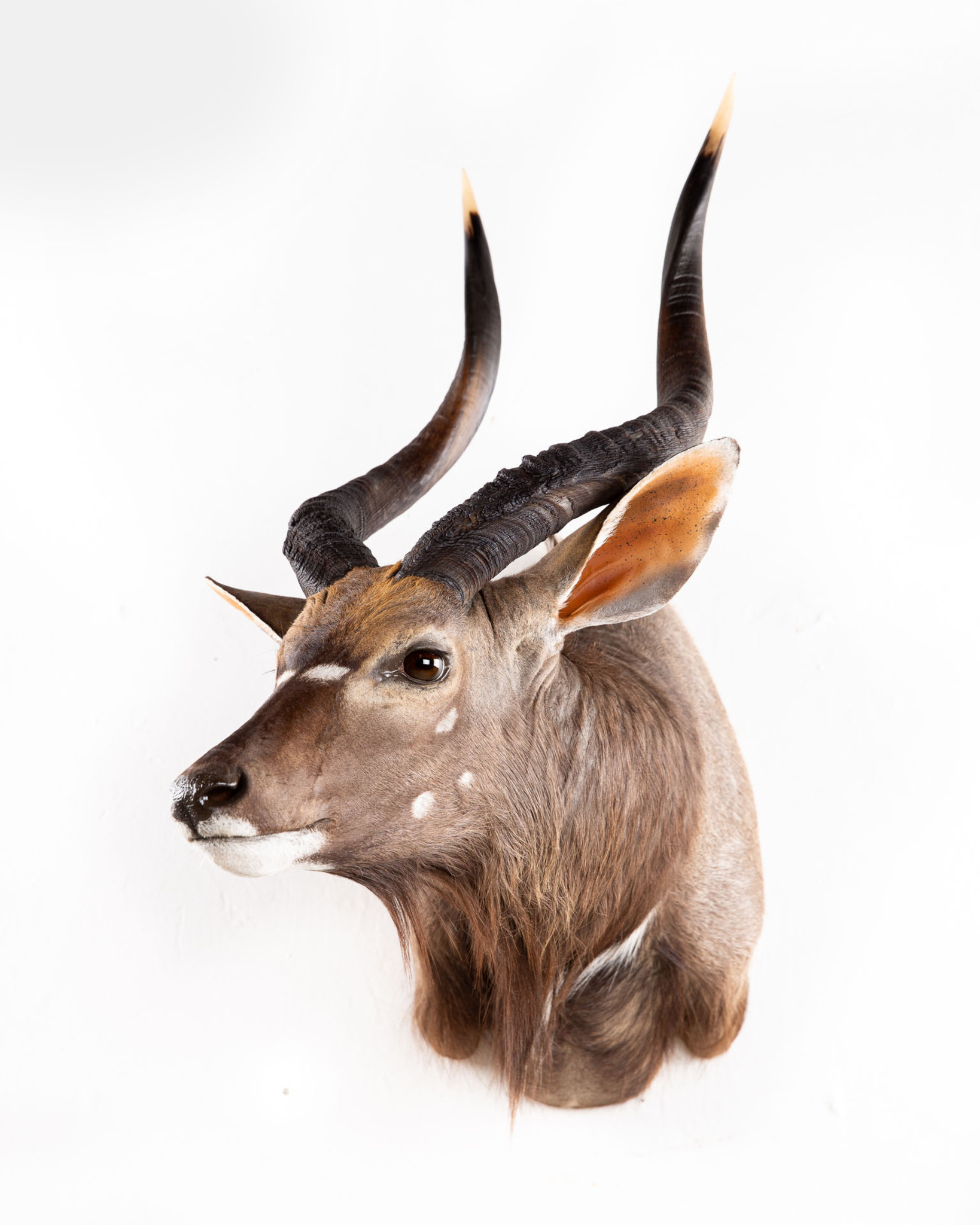 Nyala Offset Shoulder Mount Splitting Image Taxidermy