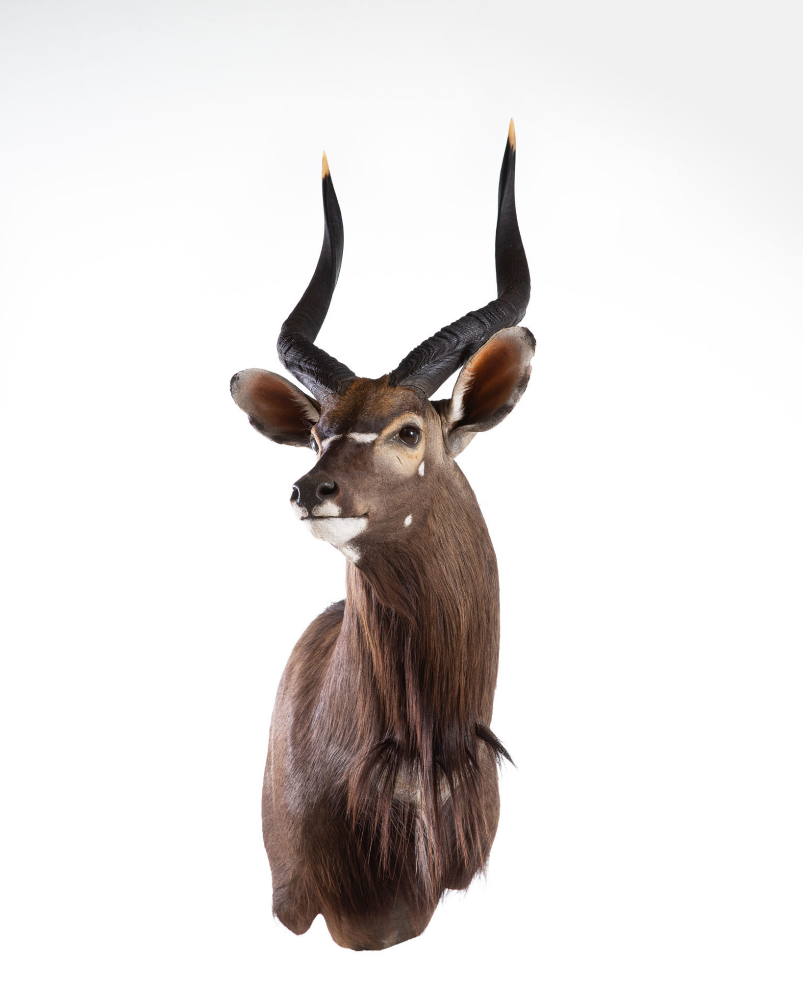 Nyala Wall Pedestal Mount Taxidermy Splitting Image Taxidermy