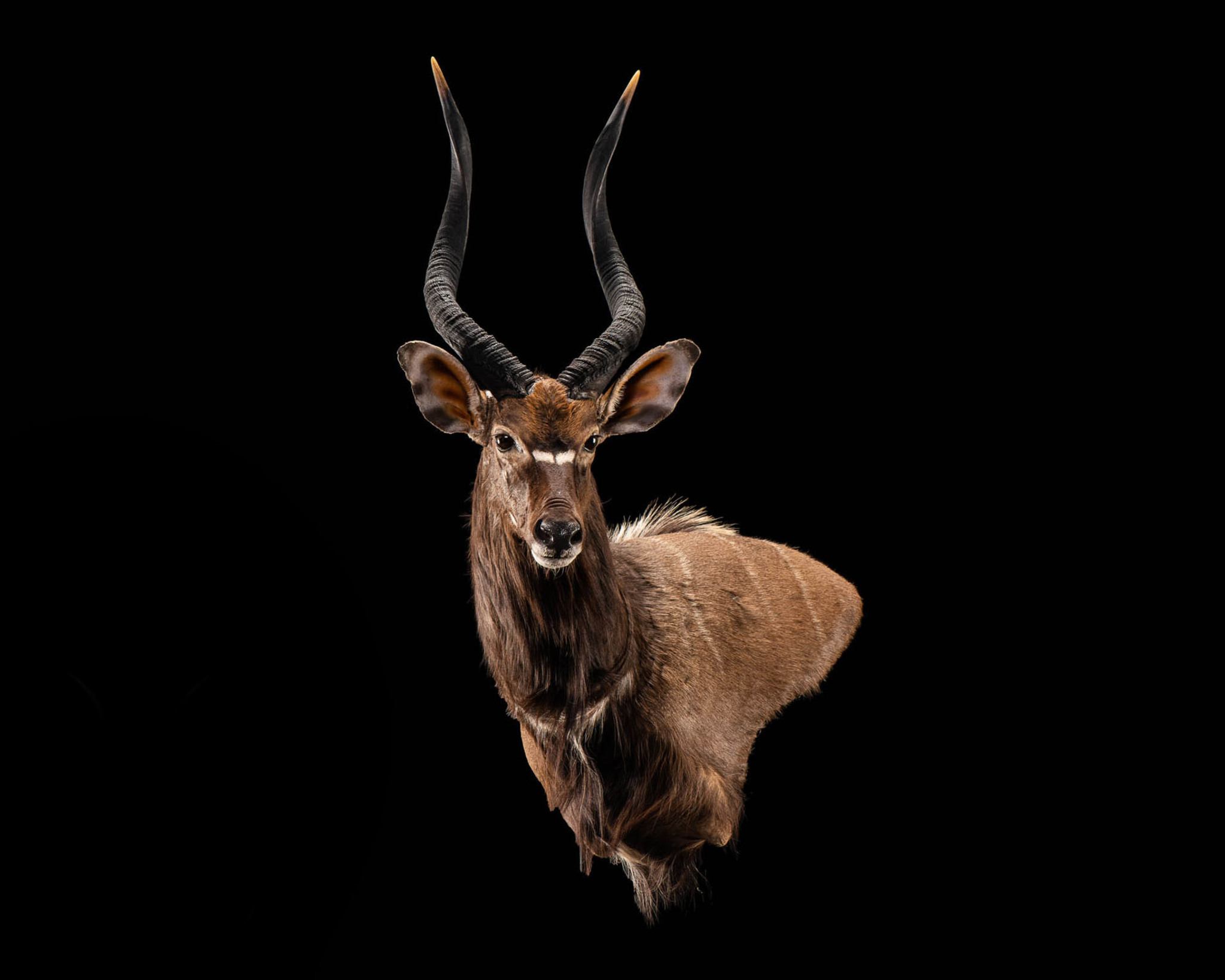 Nyala Wall Pedestal Mount Splitting Image Taxidermy