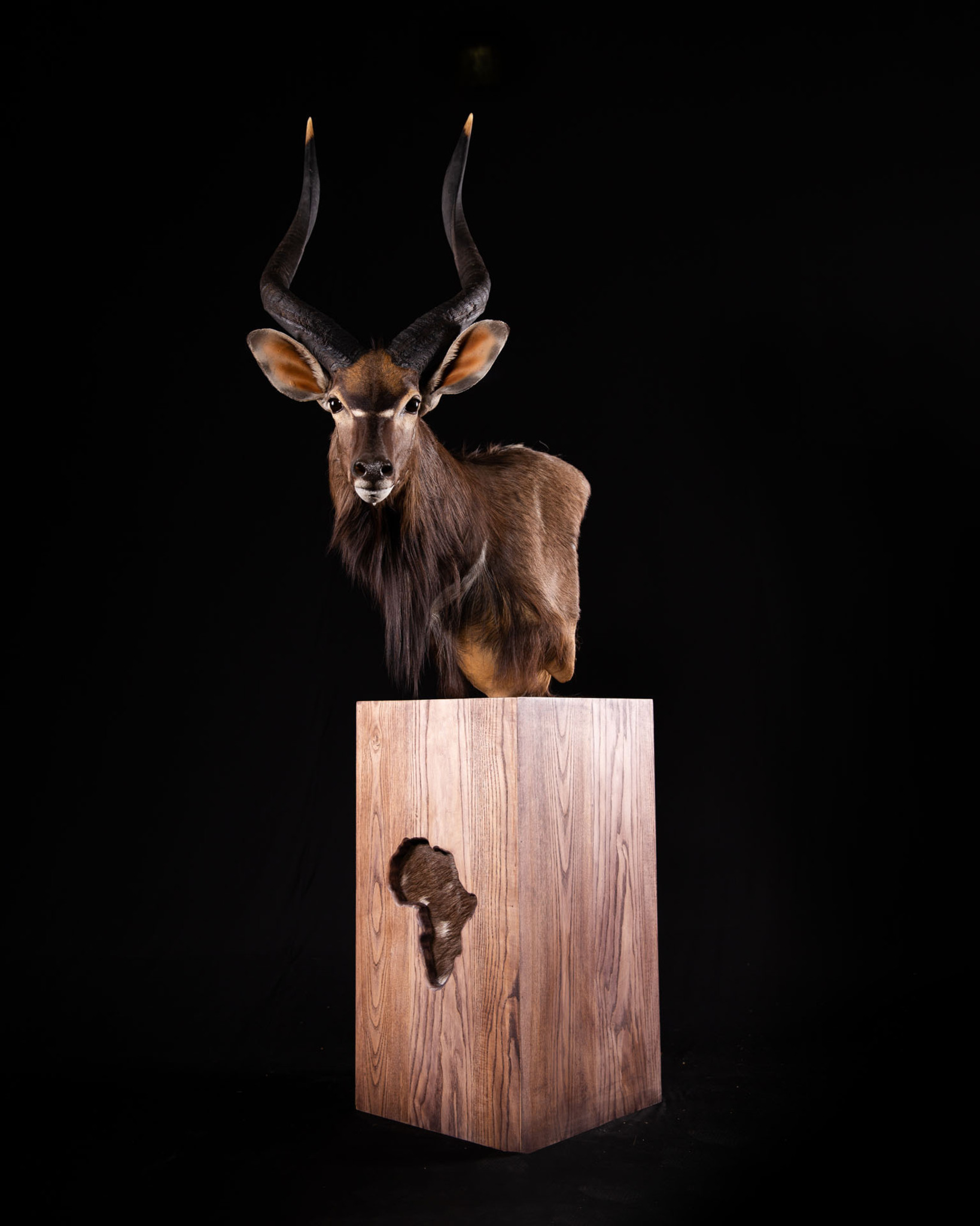 Nyala Taxidermy Pedestal Mount African Map Base