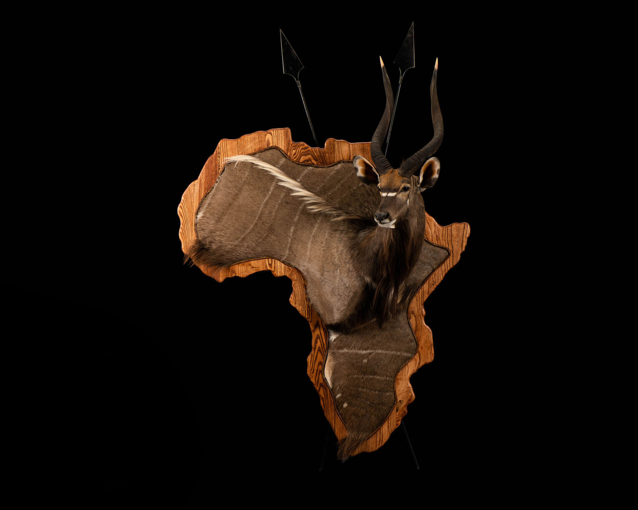 Nyala Pedestal Mount Splitting Image Taxidermy