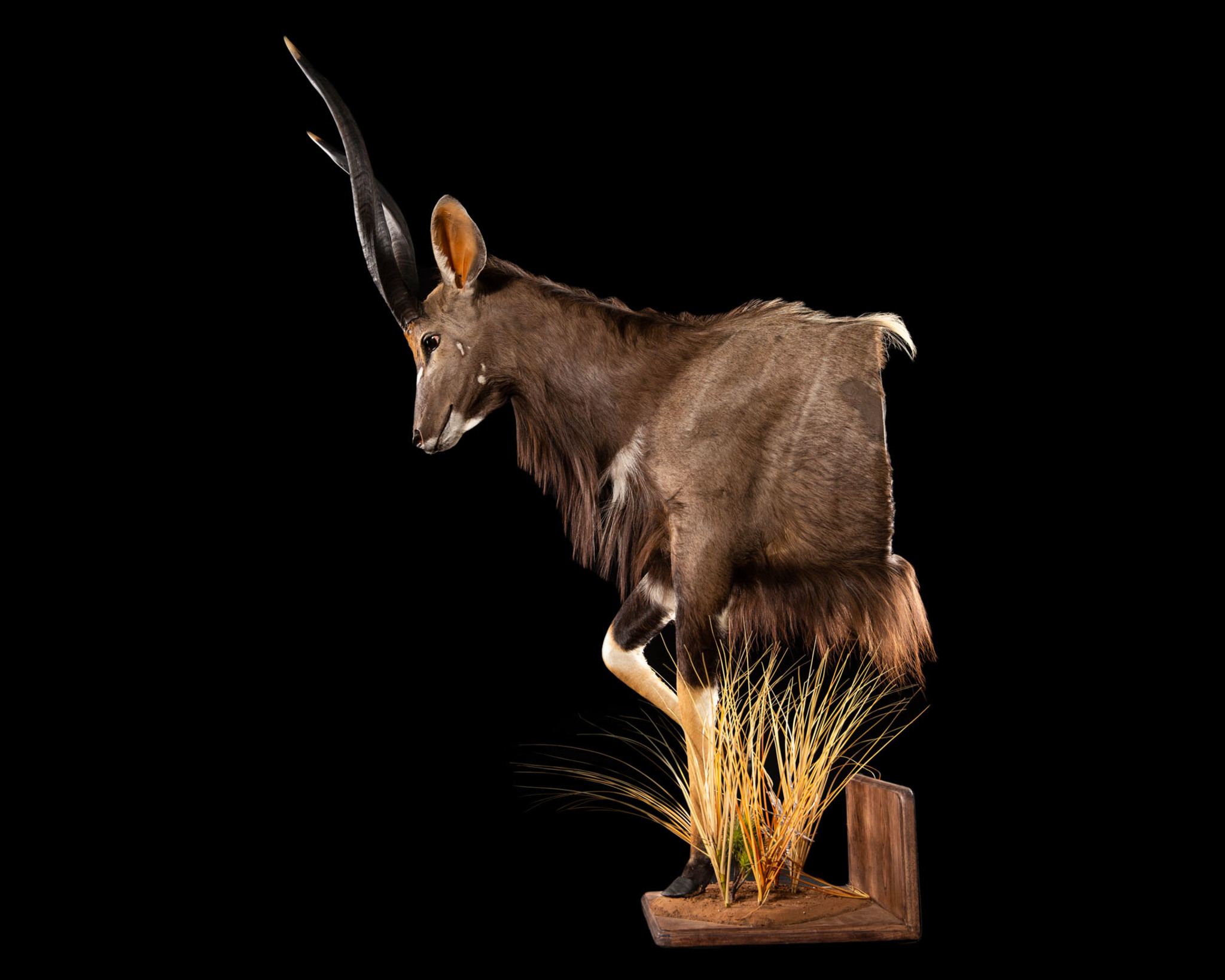 Nyala Taxidermy Half Mount Habitat Base