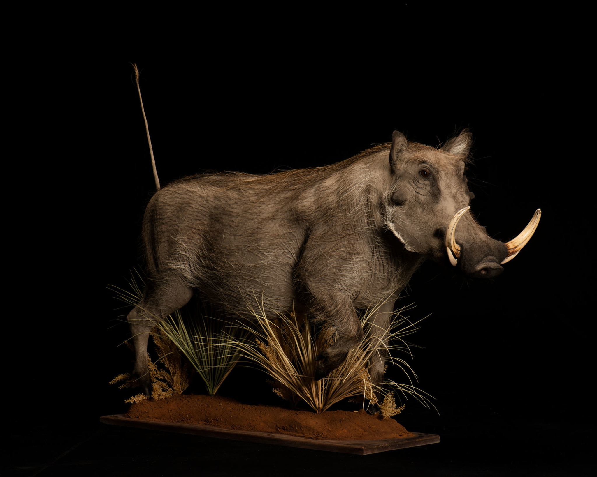 Warthog Taxidermy Full Mount on Habitat Base