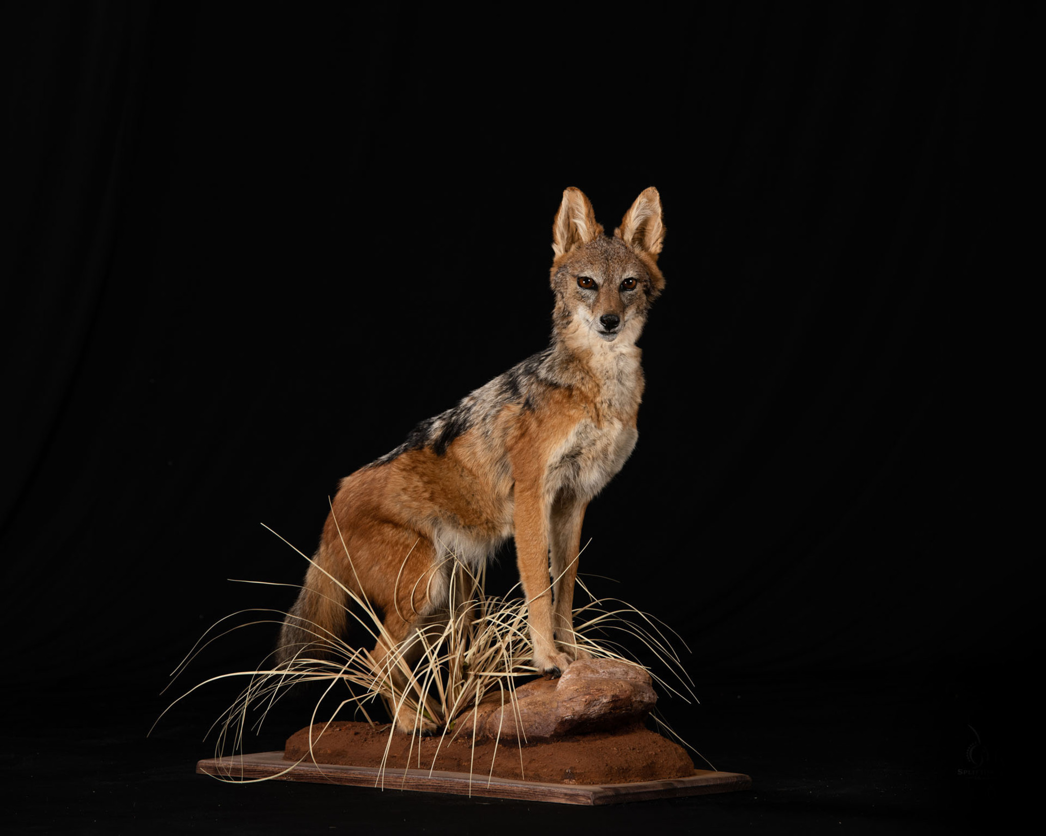 Jackal Full Mount Splitting Image Taxidermy