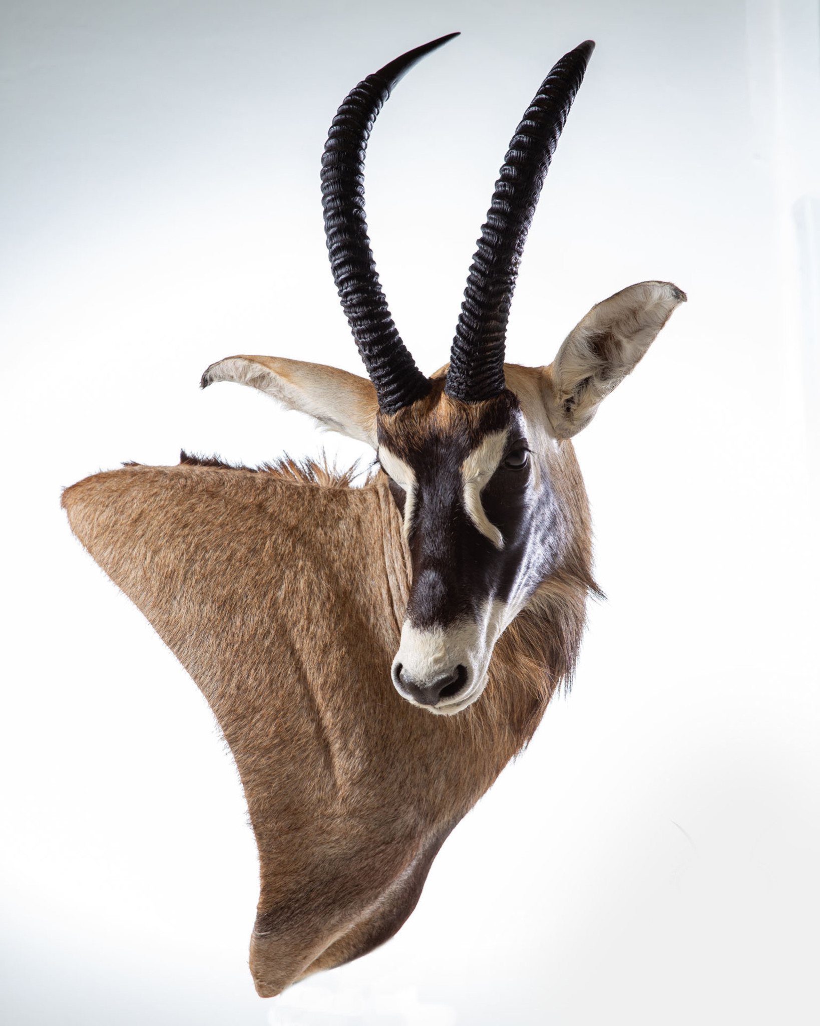 Roan Taxidermy Wall Pedestal Mount 1/4 Right Turn