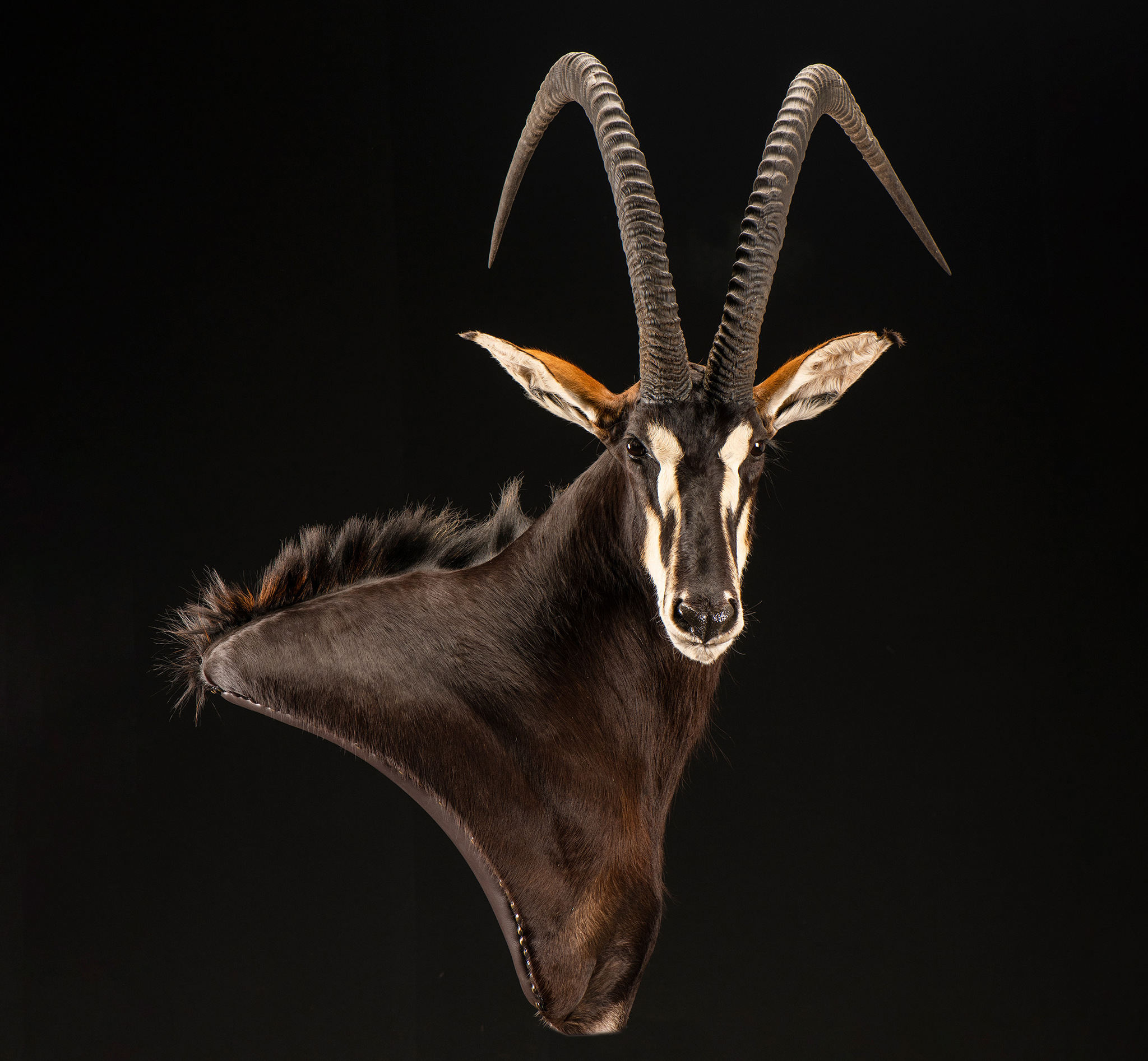 Sable Pedestal mount Taxidermy 1/2 Right Turn