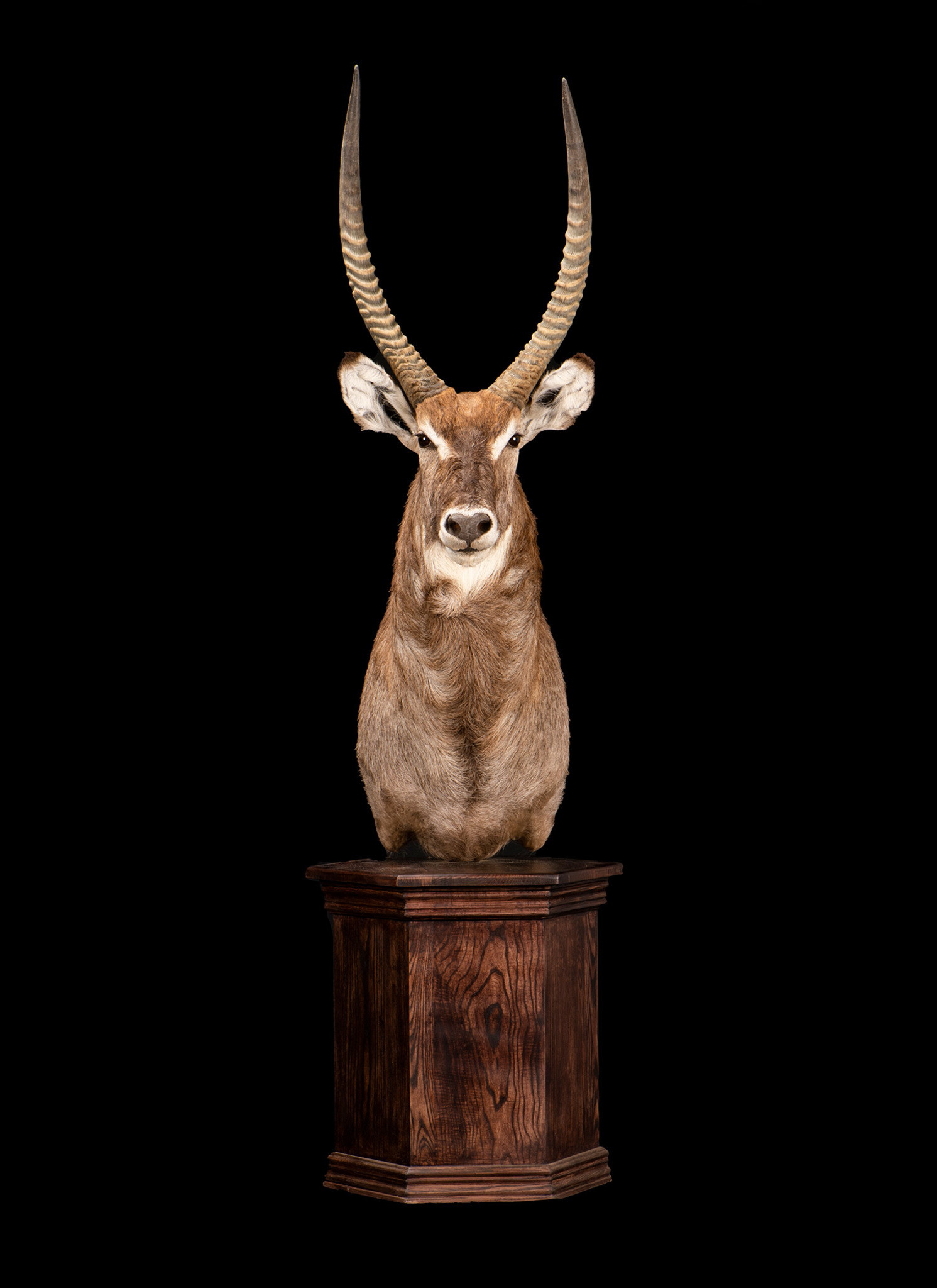 Waterbuck Taxidermy Pedestal Mount Octagon Base