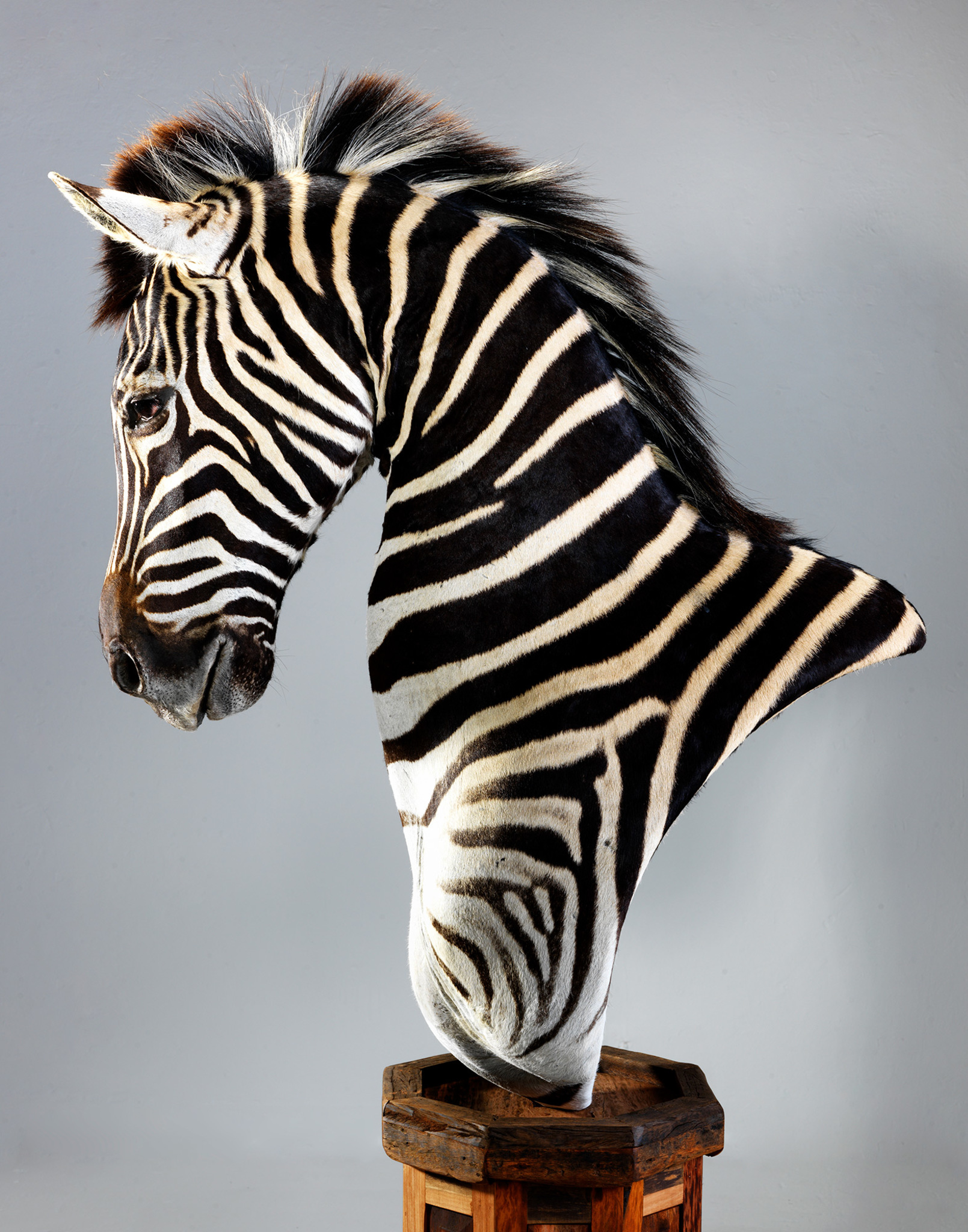Zebra Pedestal Mount Teak Base Splitting Image Taxidermy