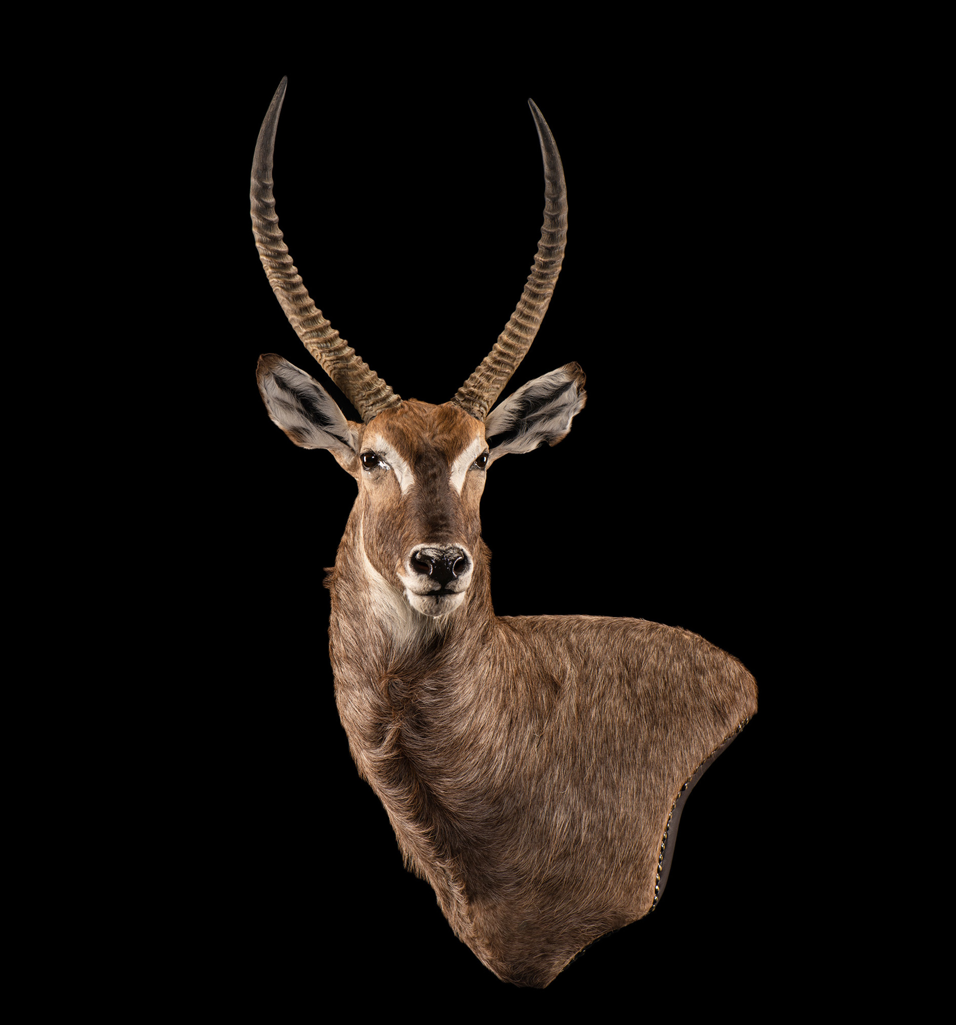 Waterbuck Taxidermy Wall Pedestal Mount Left Shoulder