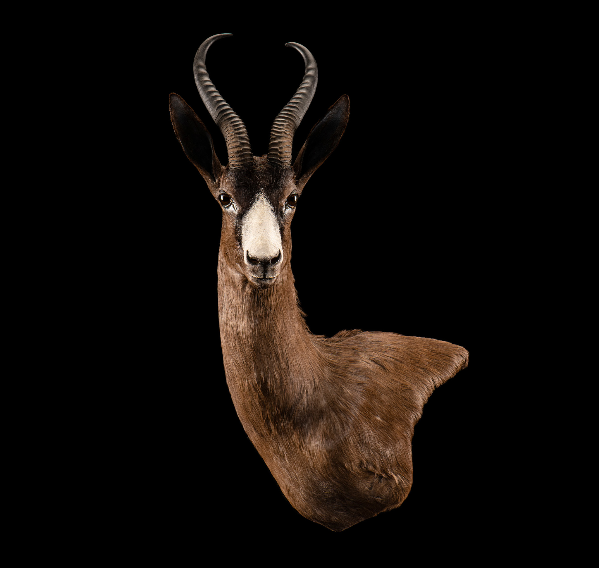 Black Springbuck Taxidermy Wall Pedestal Mount Right Shoulder