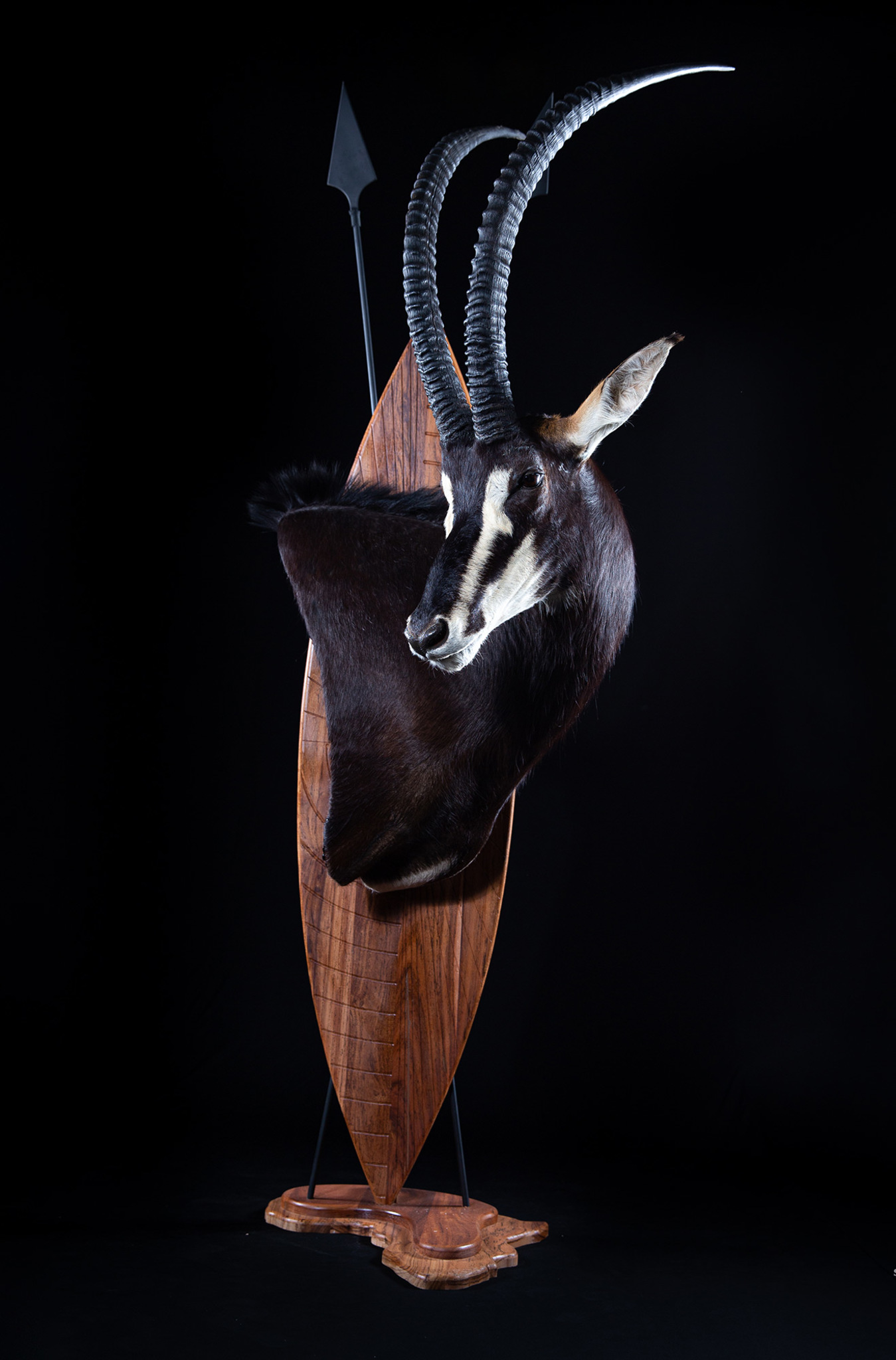 Sable Wall pedestal mount Taxidermy Zulu Shield