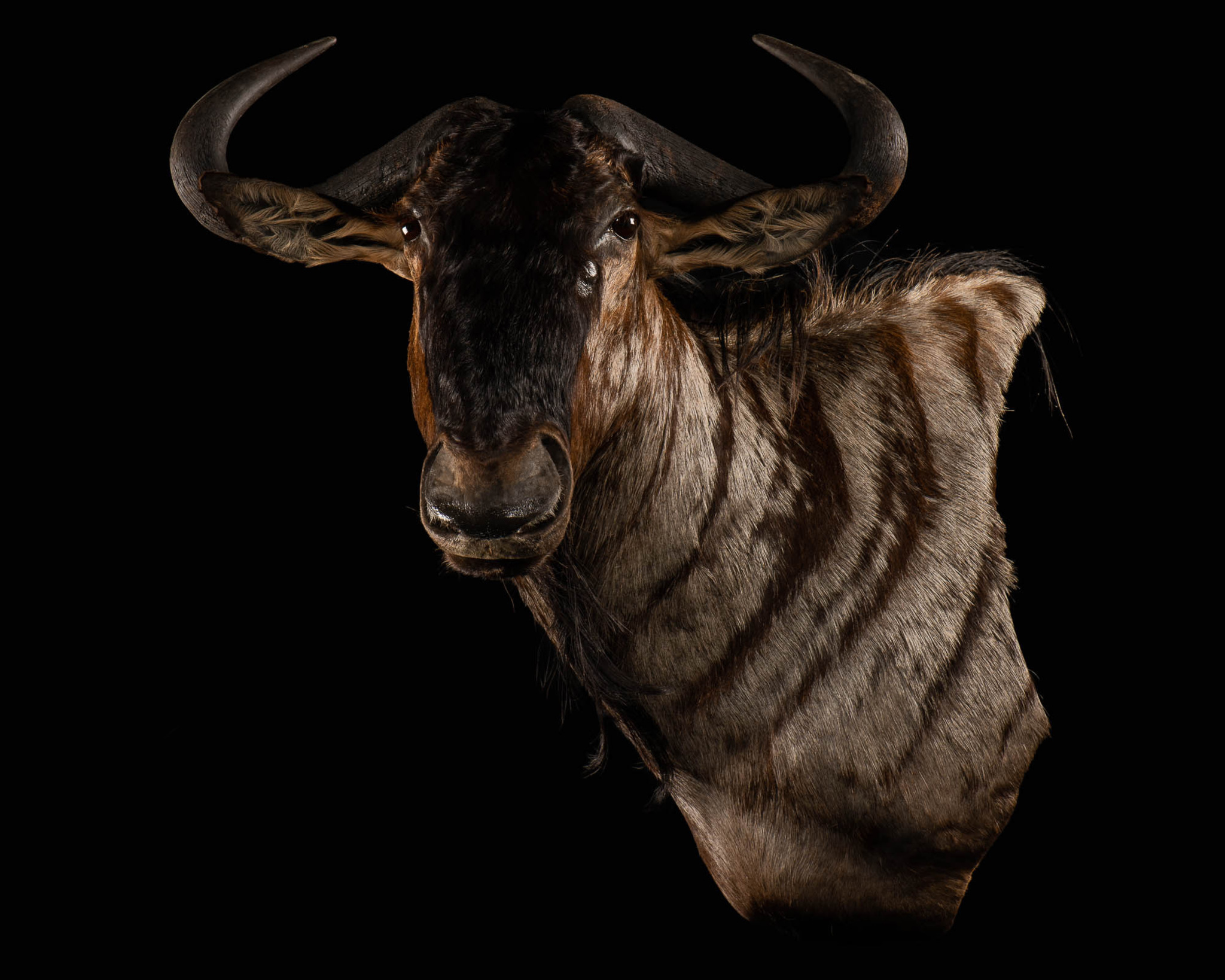 Blue Wildebeest Wall Pedestal Splitting Image Taxidermy