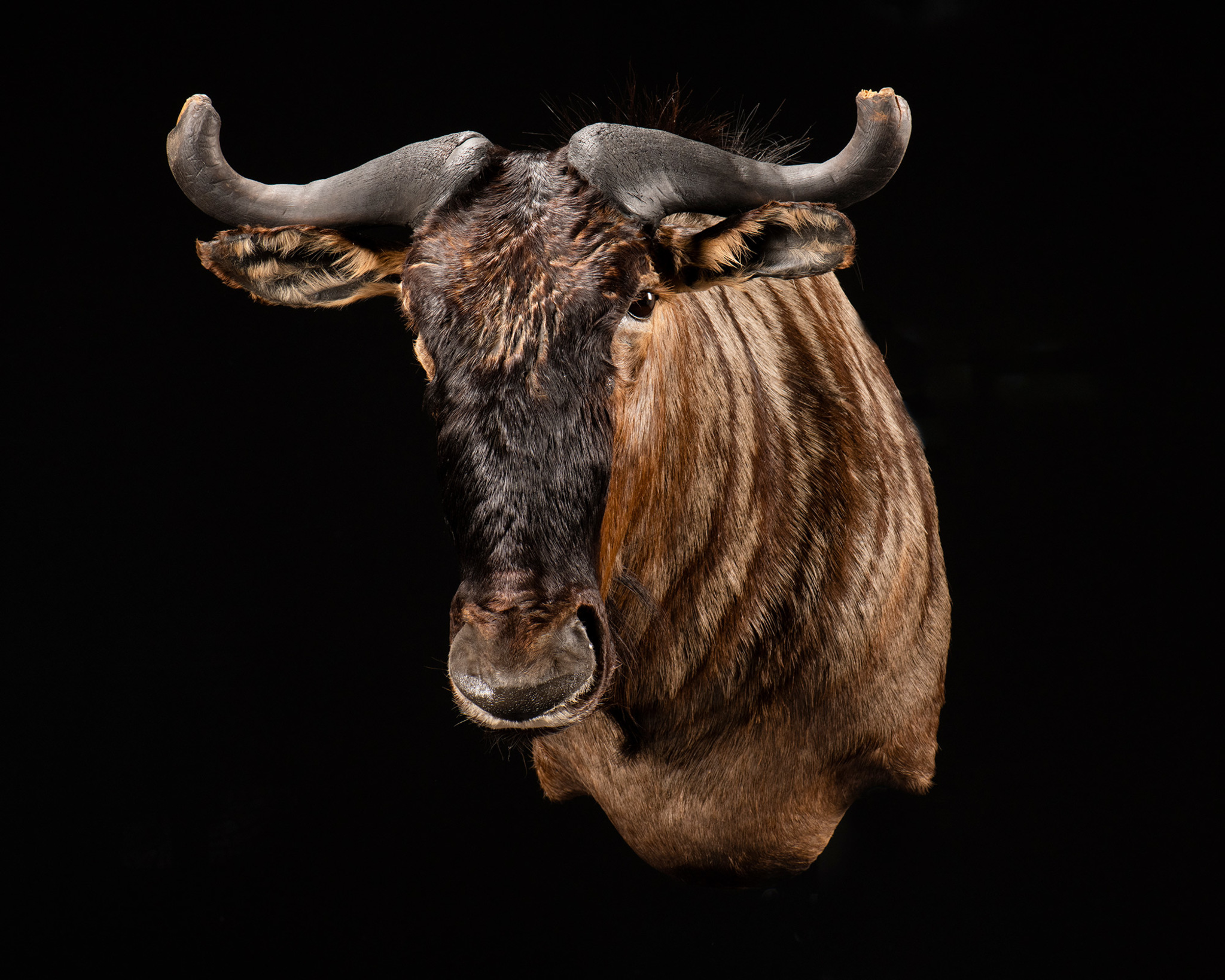 Blue Wildebeest Taxidermy Shoulder Mount - 1/8 Left Turn