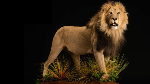 Lion Taxidermy South Africa