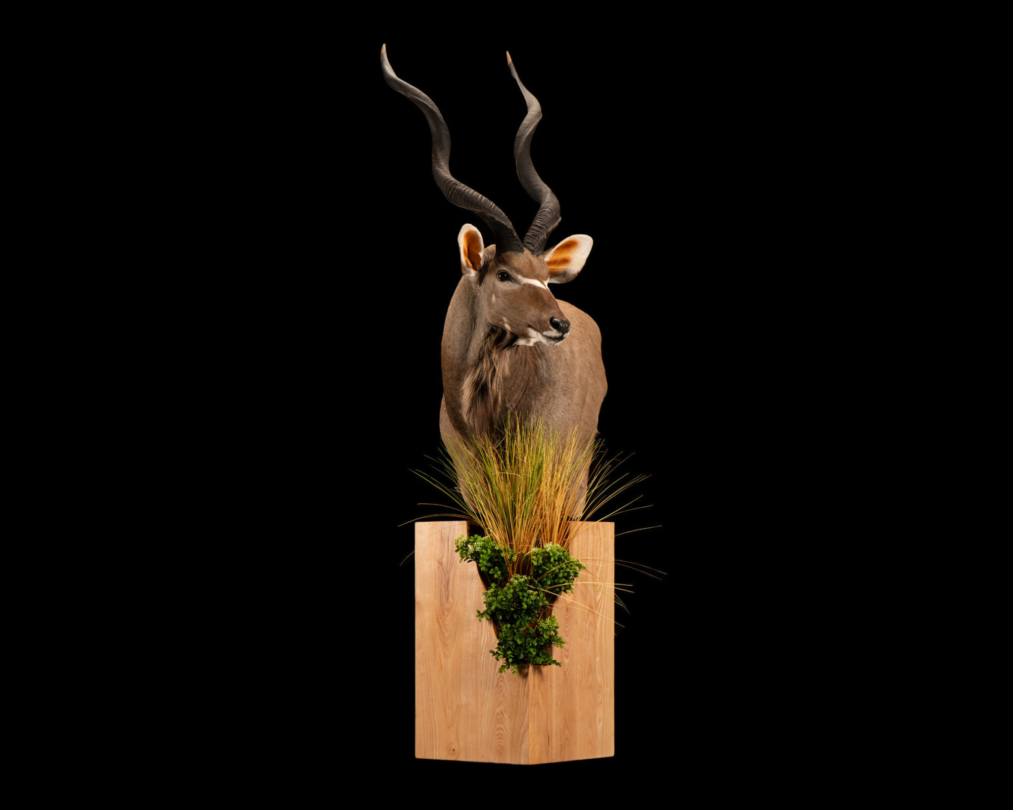 Kudu - Pedestal Mount - Left Turn - Splitting Image Taxidermy