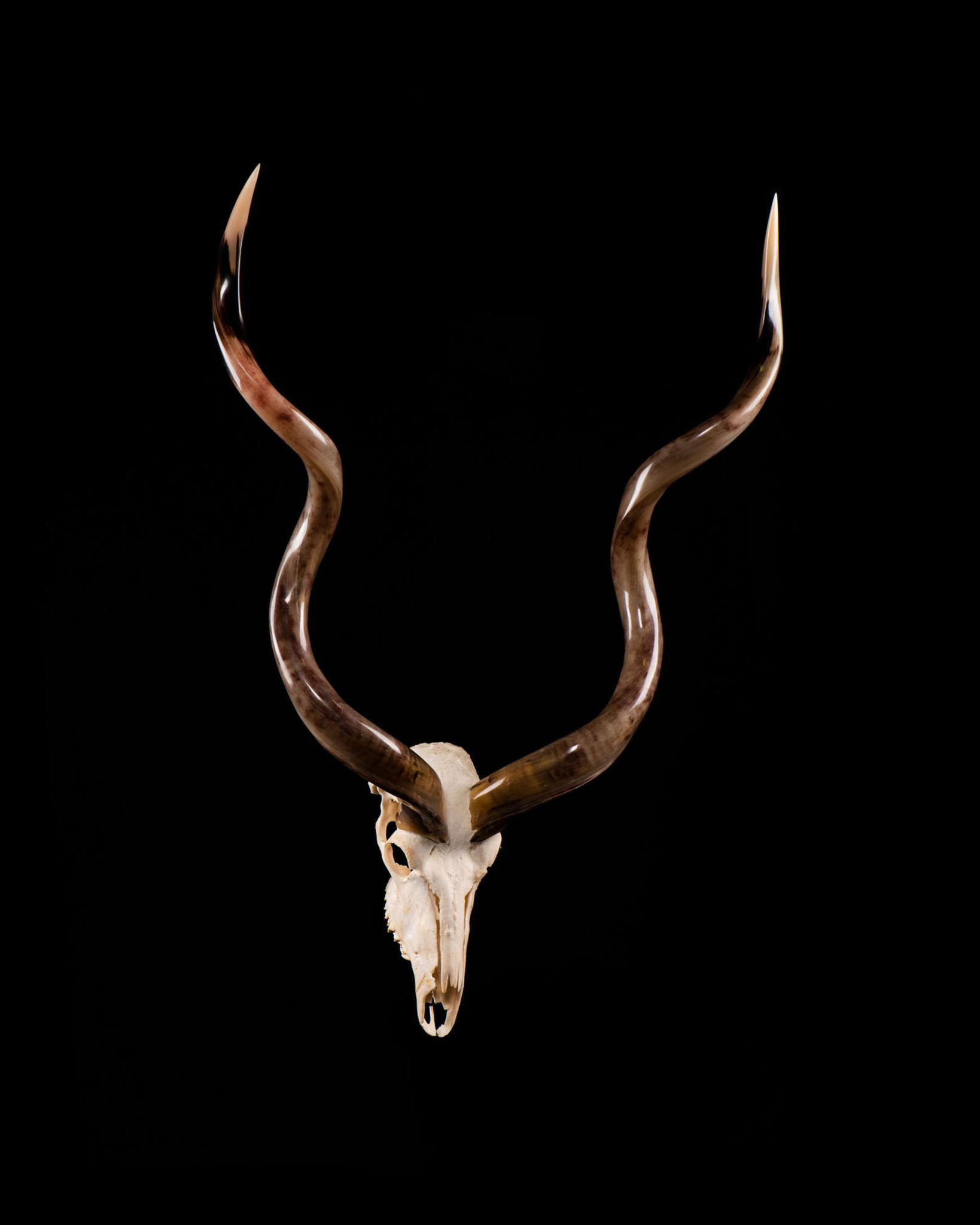 Kudu - Skull bleach and Polished horns - Splitting Image Taxidermy