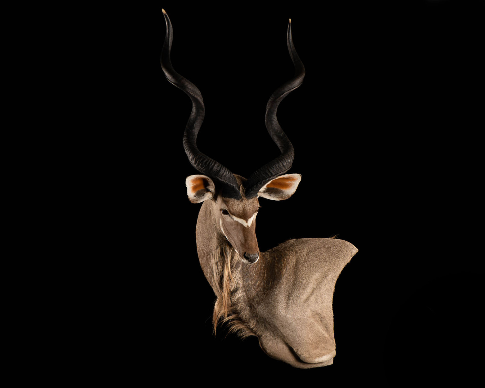 Kudu - Wall Pedestal - Left Shoulder - Splitting Image Taxidermy