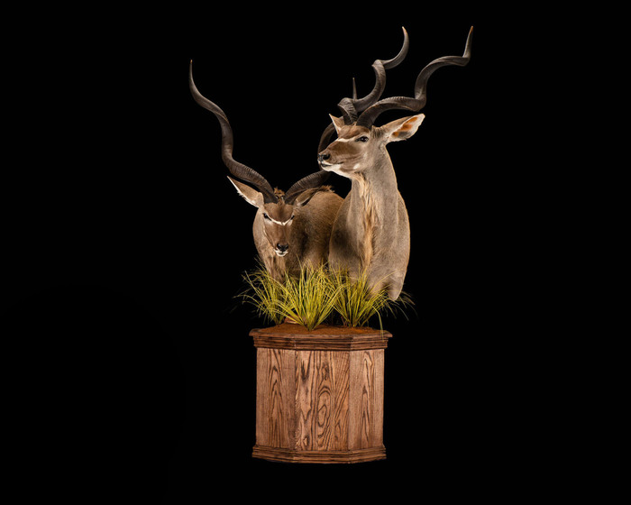 Kudu - Pedestal Mount - Combo - Splitting Image Taxidermy
