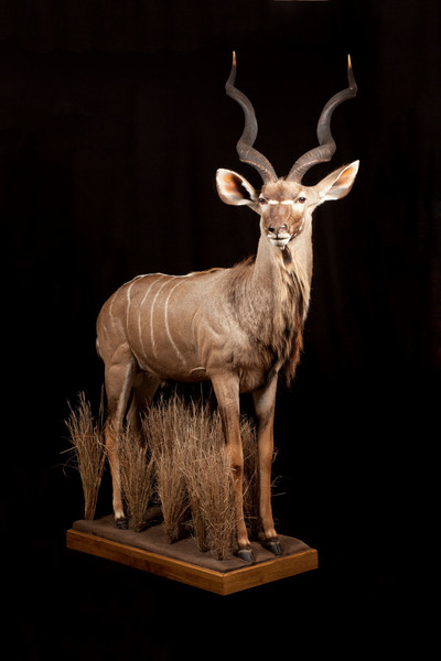 Kudu - Full Mount - Splitting Image Taxidermy