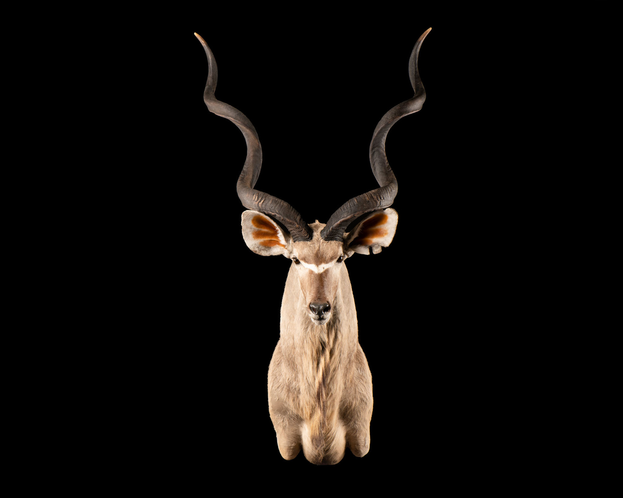 Kudu - Shoulder Mount - Splitting Image Taxidermy