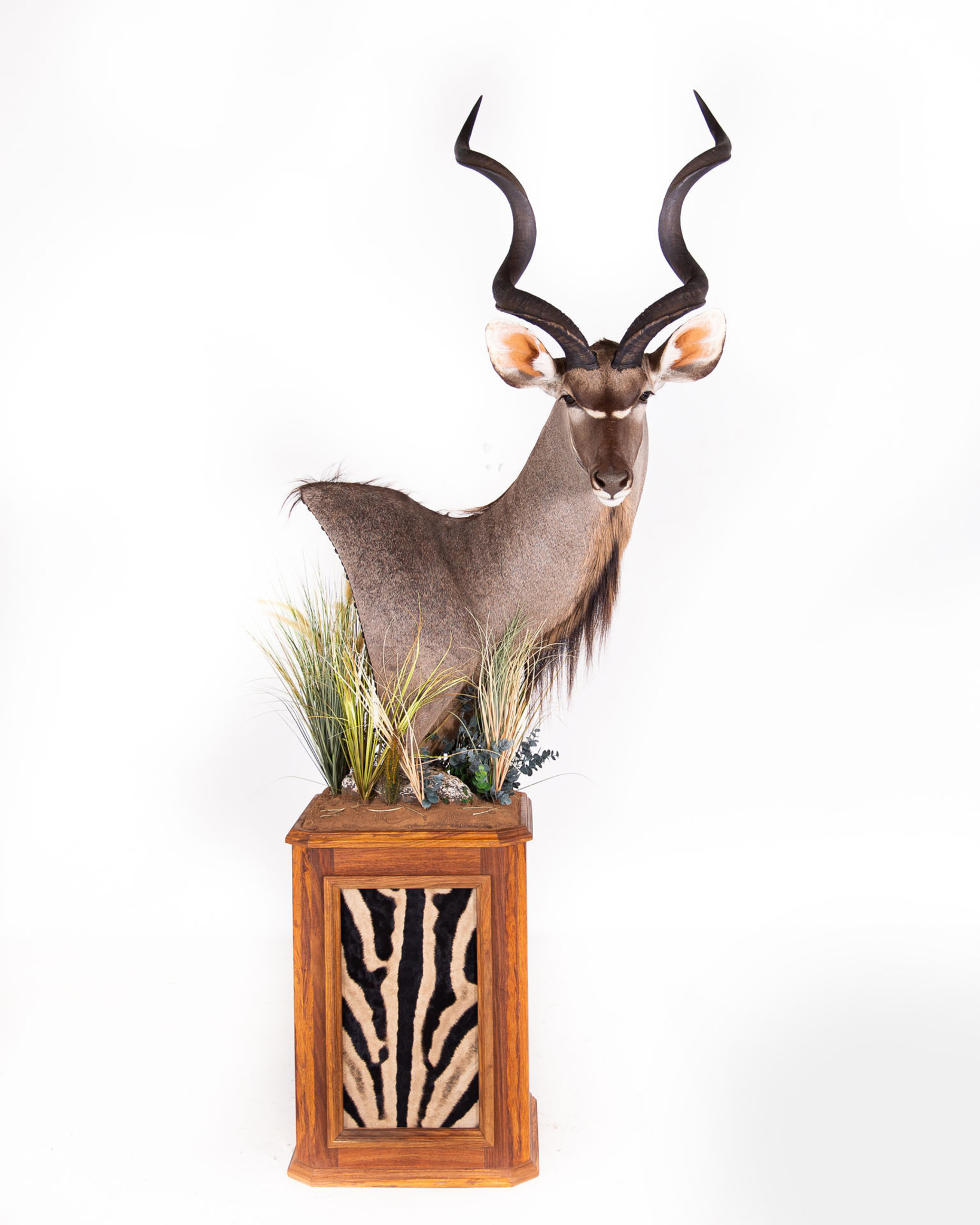 Kudu - Pedestal Mount - Splitting Image Taxidermy