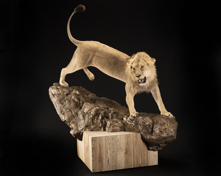 Splitting Image Taxidermy - Lion Taxidermy - Full Mount - Roar Pose