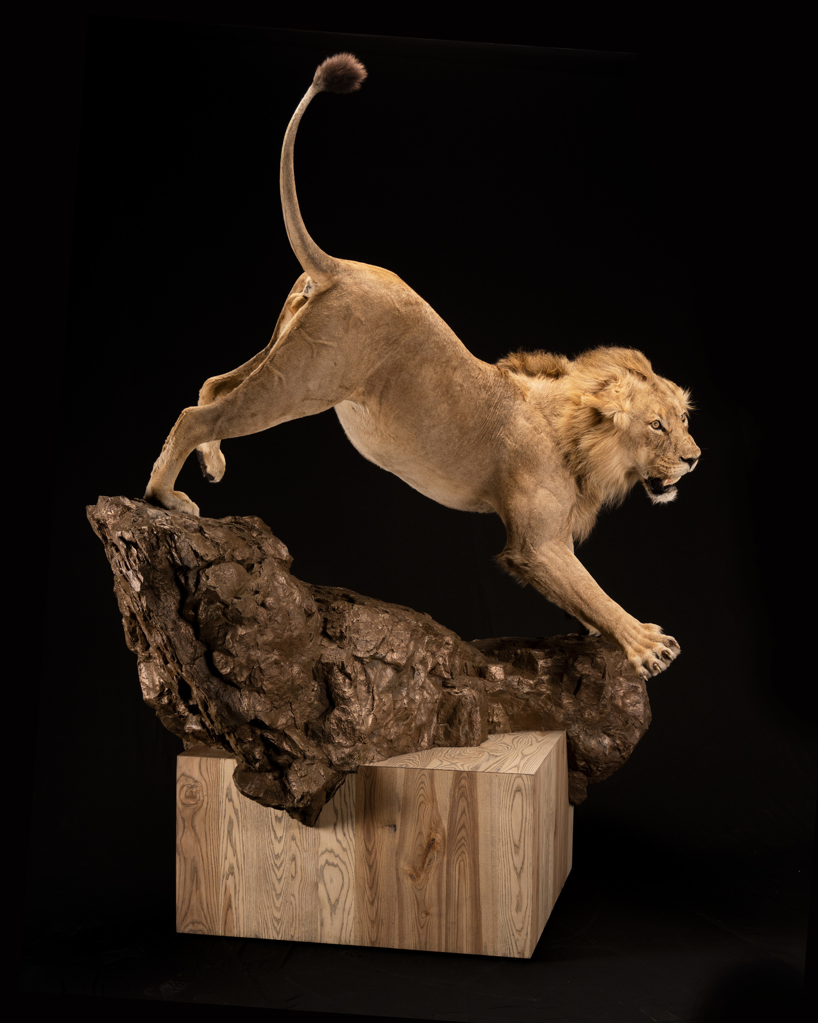 Splitting Image Taxidermy - Lion Taxidermy - Full Mount - Roar Pose